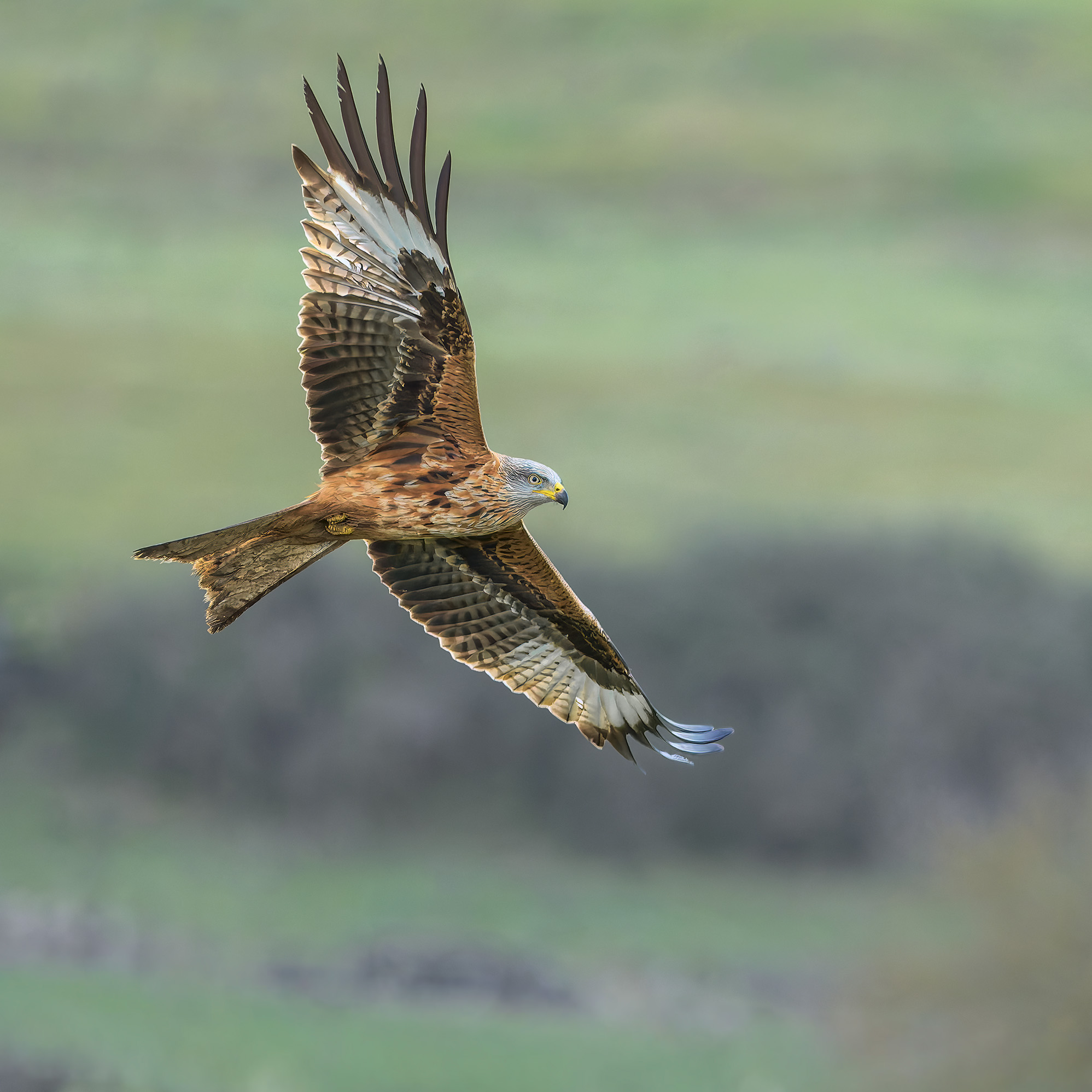 Red Kite in turn
