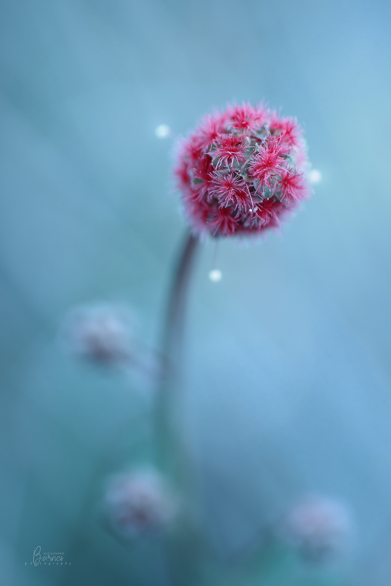 Piccola infiorescenza di campo  -vintage lens-