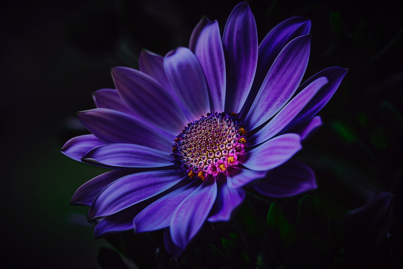 African daisy
