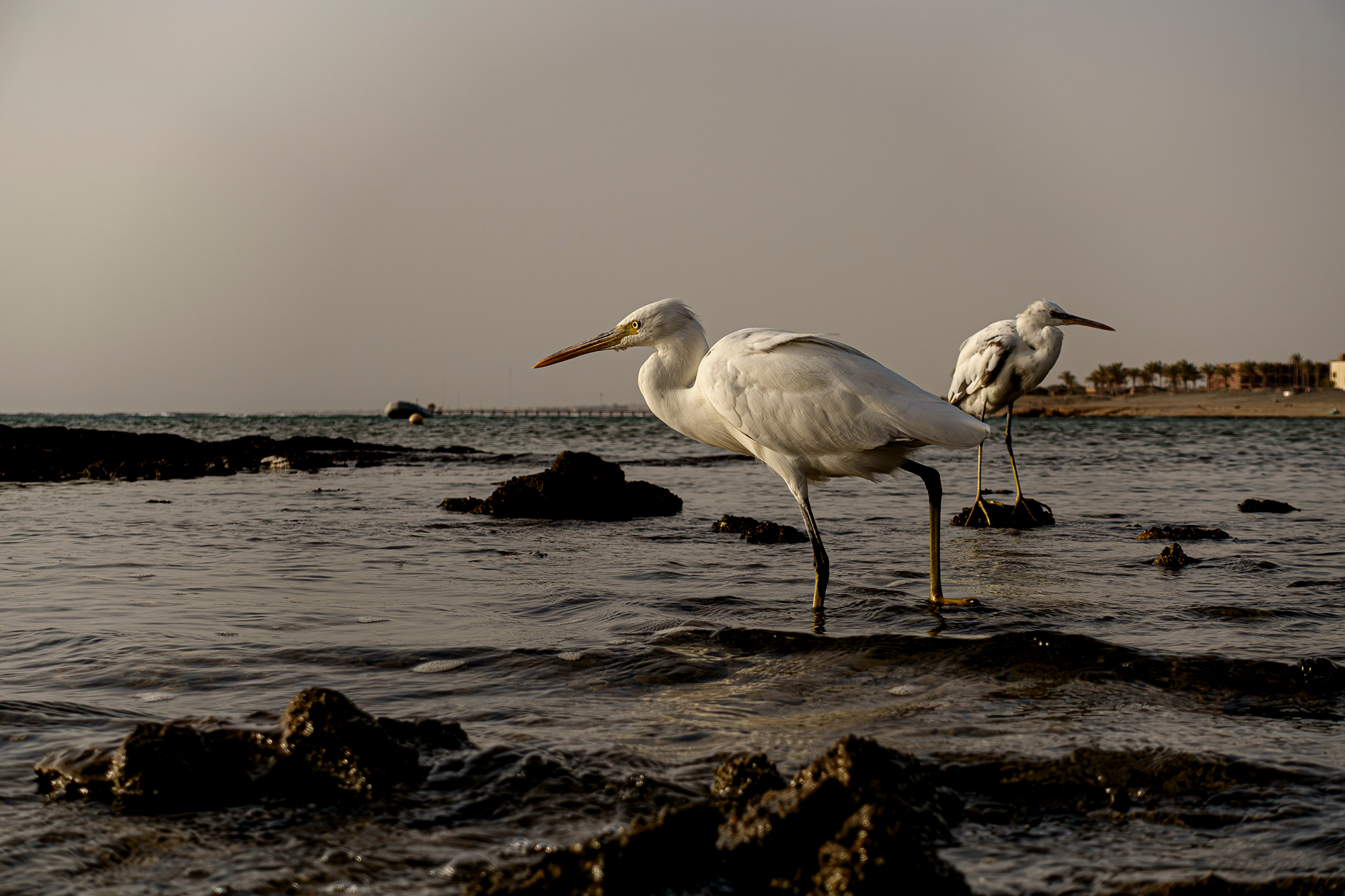 Herons