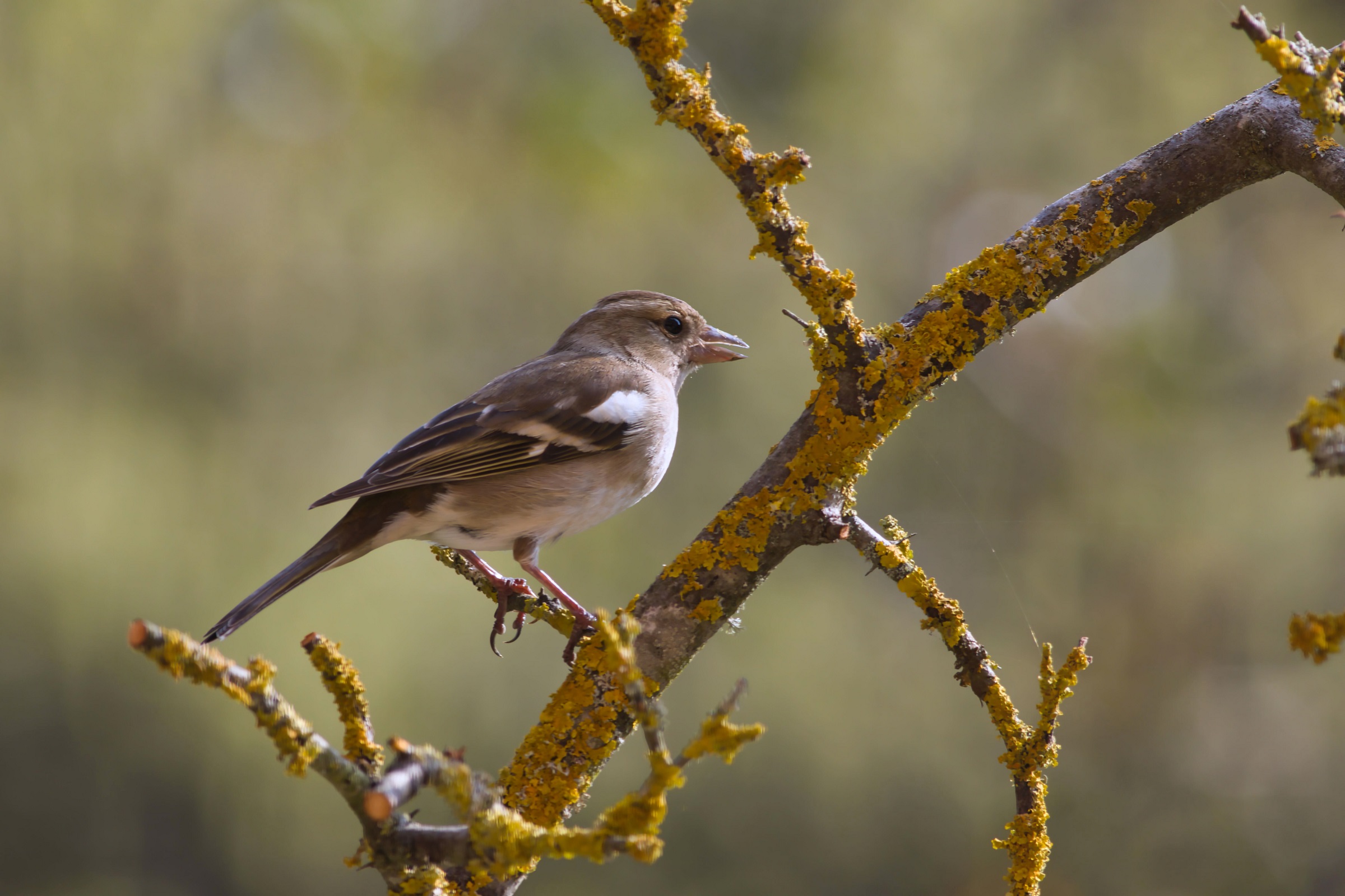 Finch