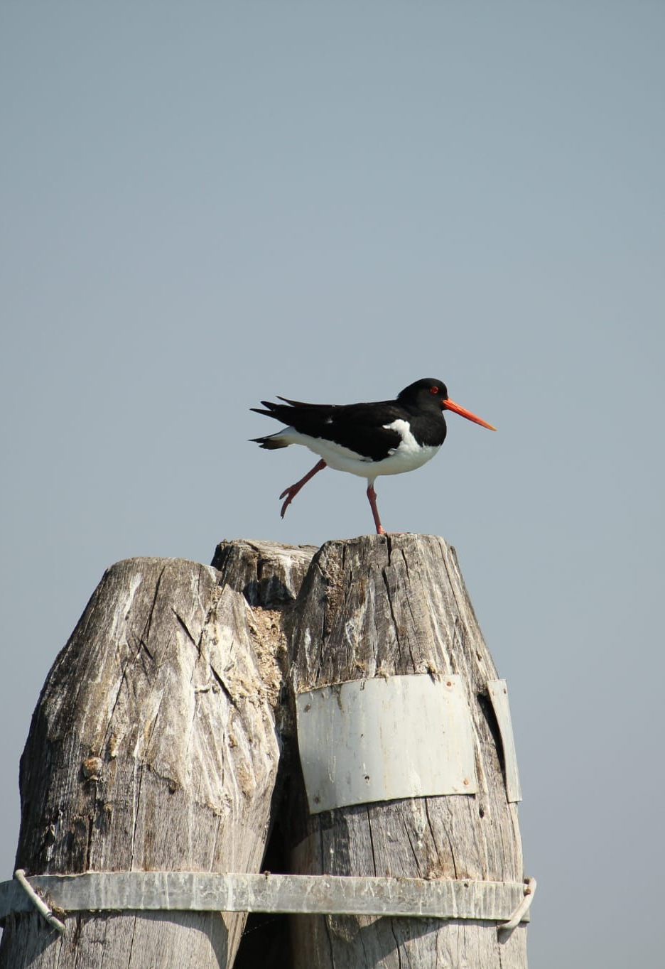 Oystercatcher