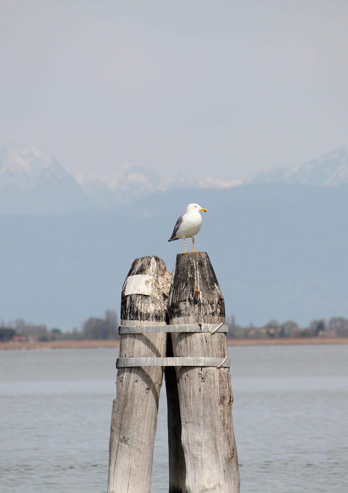 SEAGULL