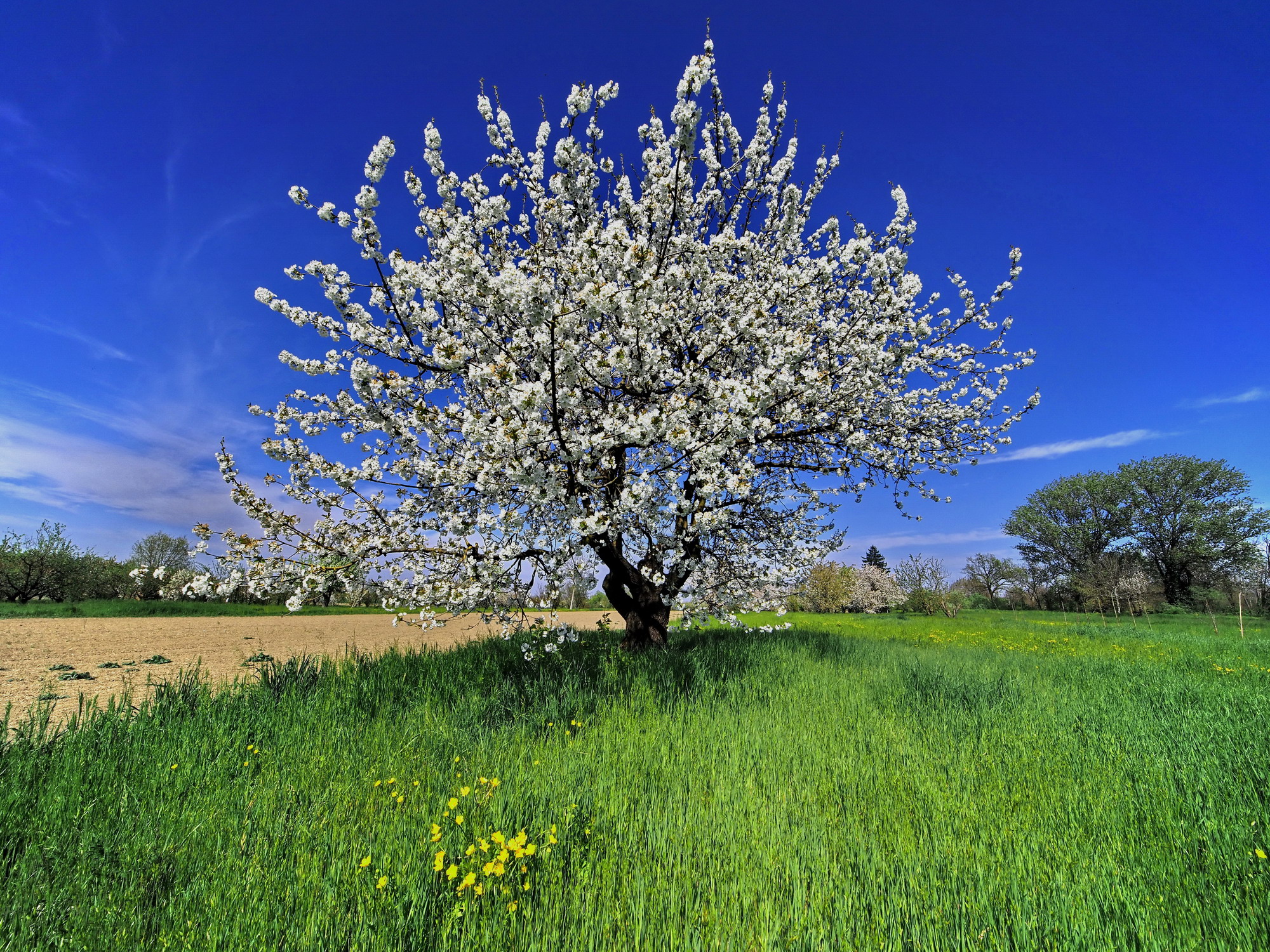 cherry blossom
