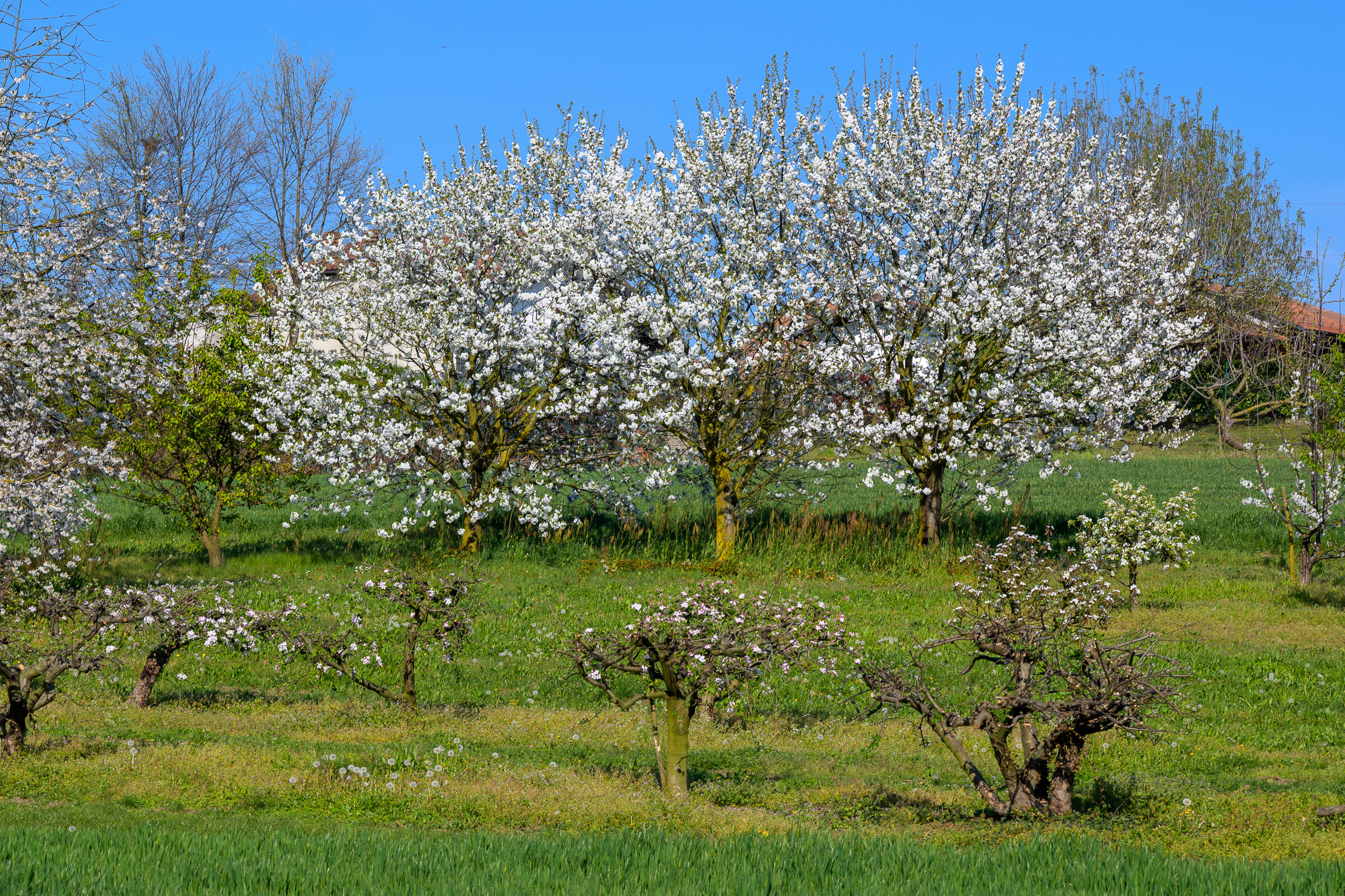 Tra meli e ciliegi in fiore