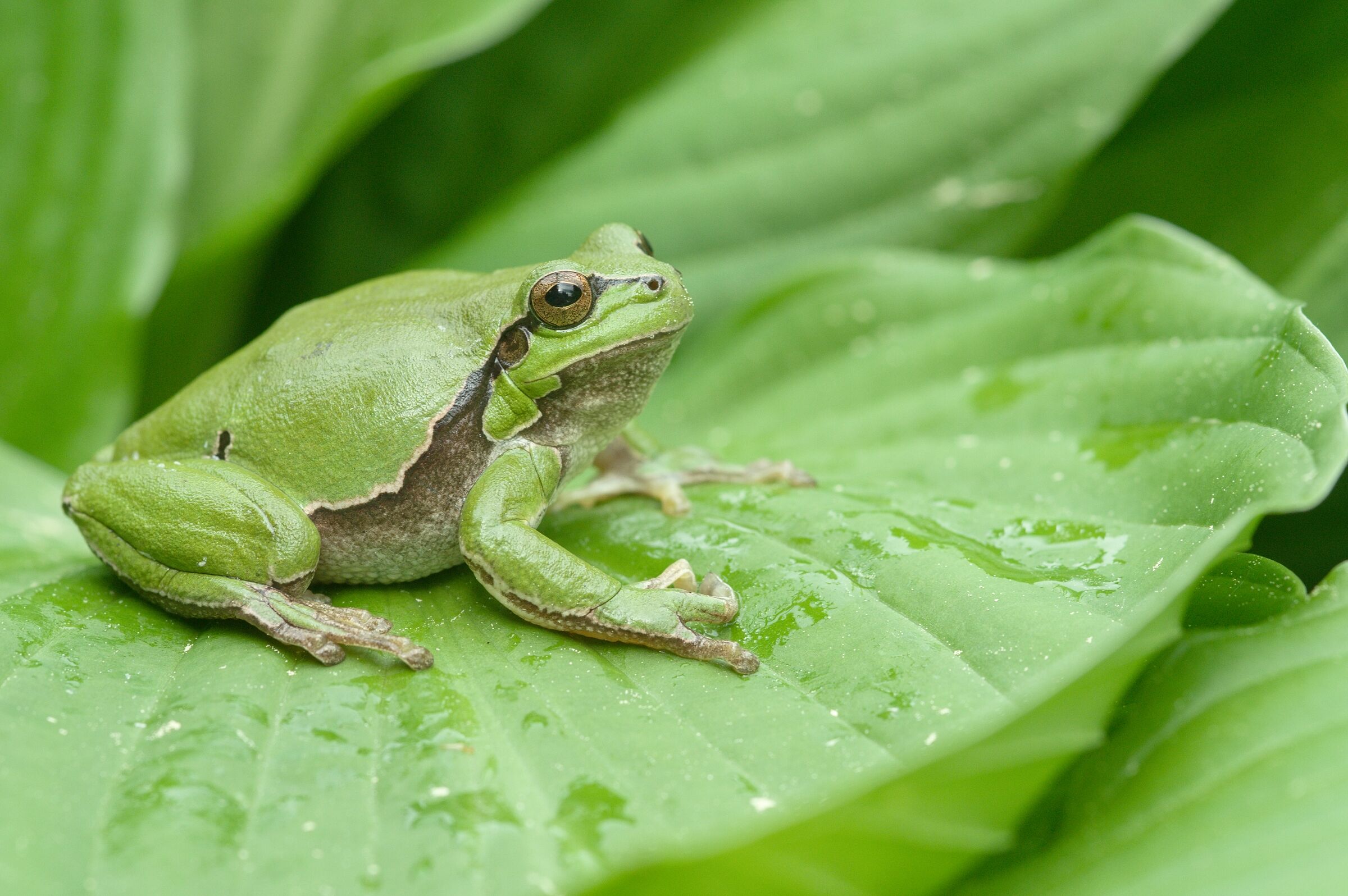 Green frog -hyla arborea