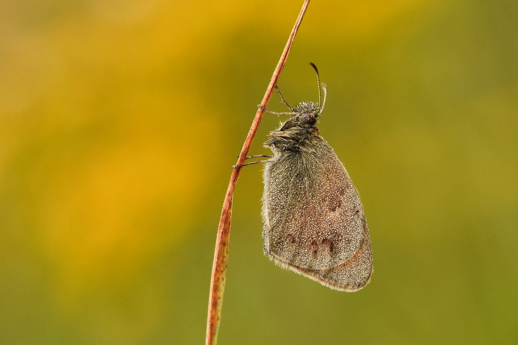 Coenonympha pamphilus - okáč pohá?kový