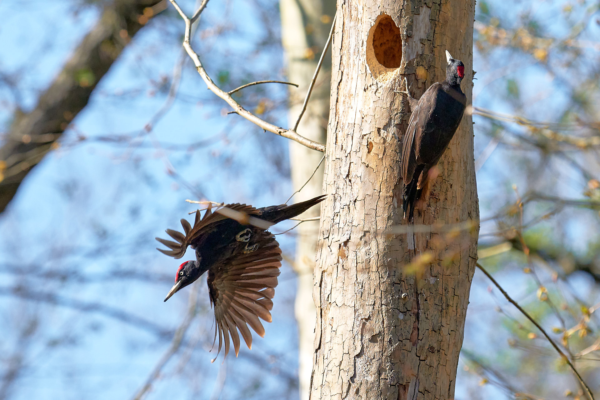 Black Woodpecker