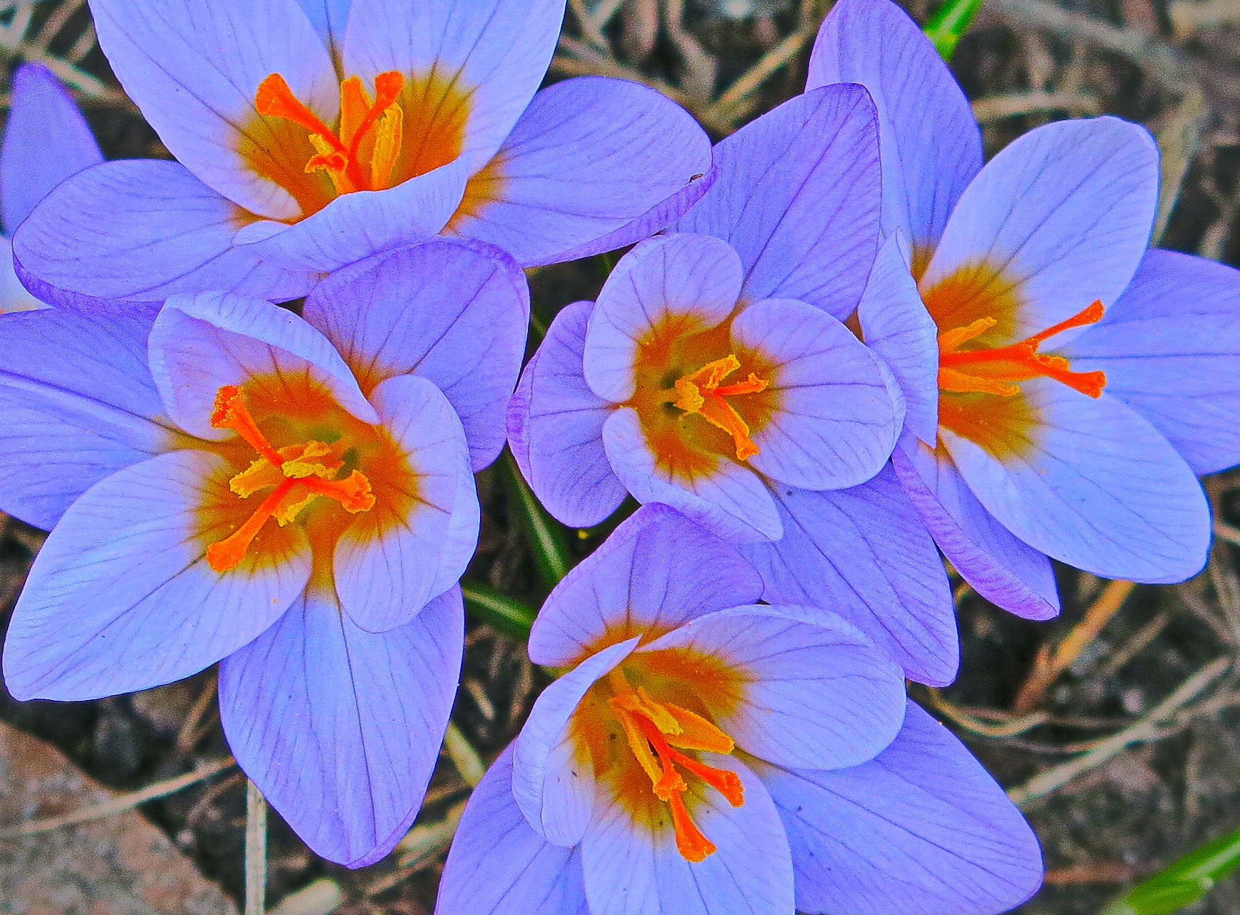 crocus