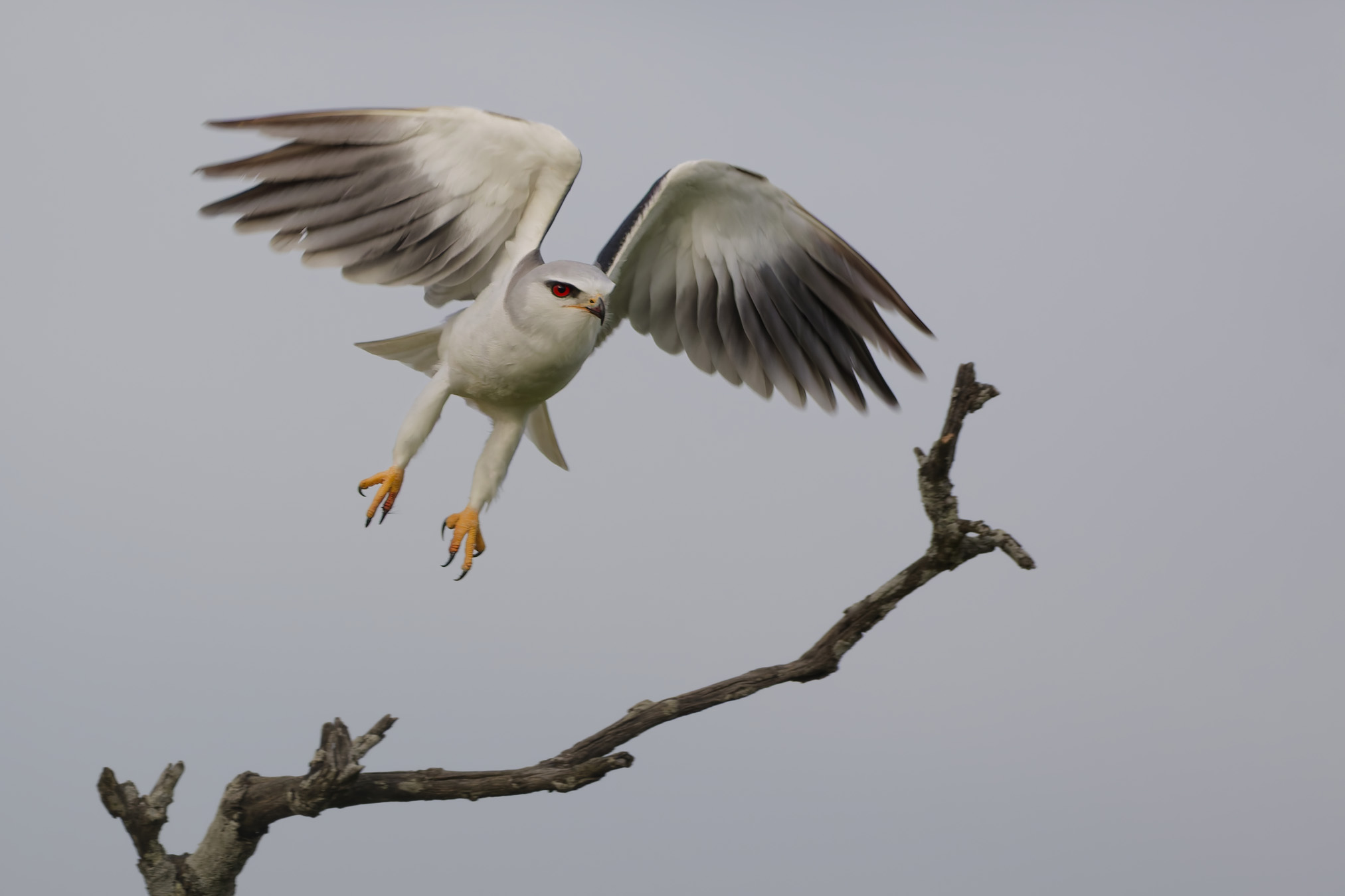 Black-winged kite