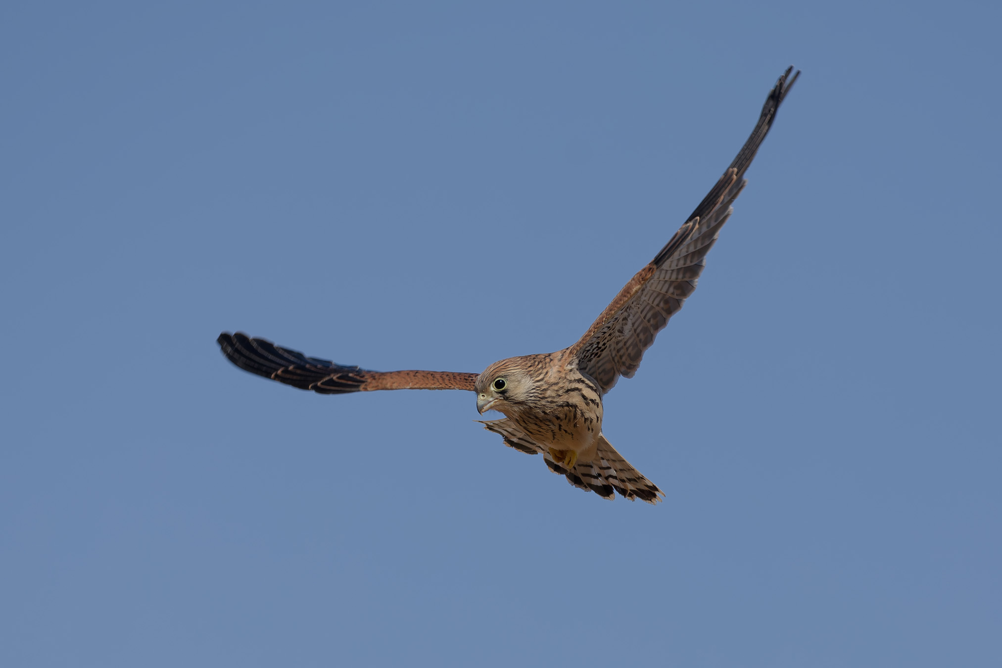 Lesser kestrel
