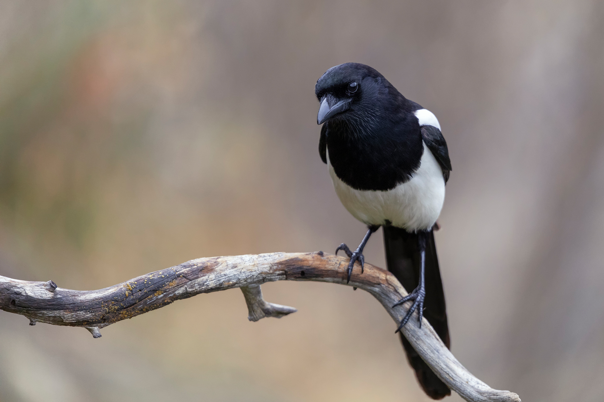 Magpie