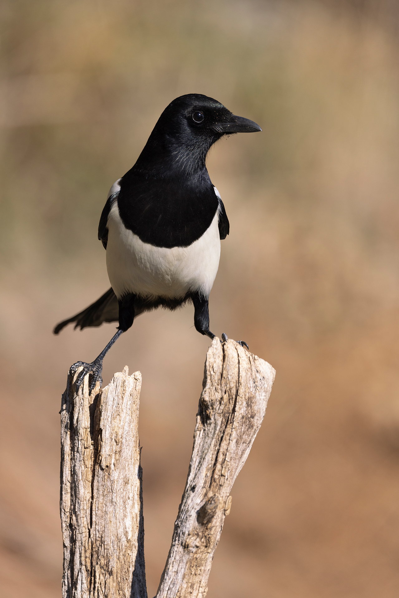 Magpie