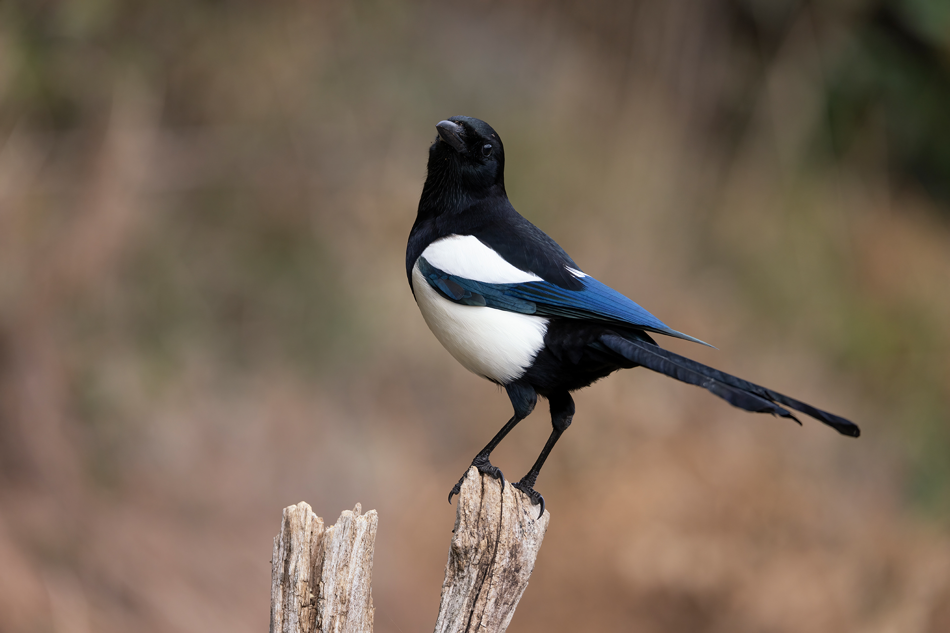 Magpie