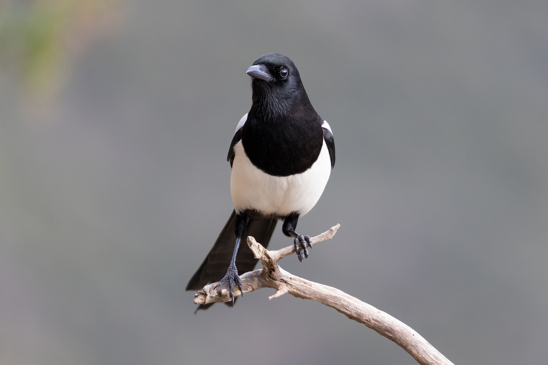 Magpie