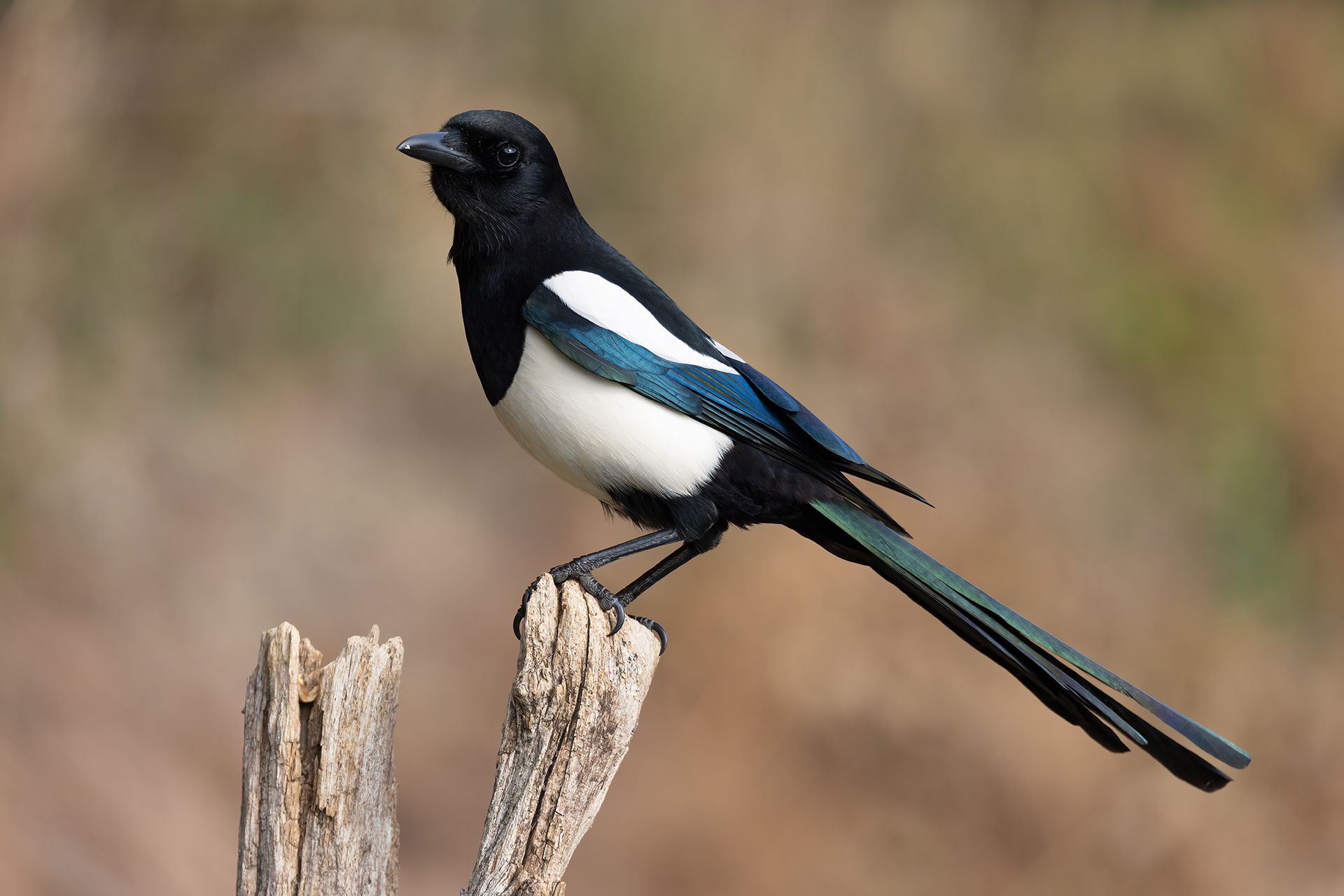 Magpie