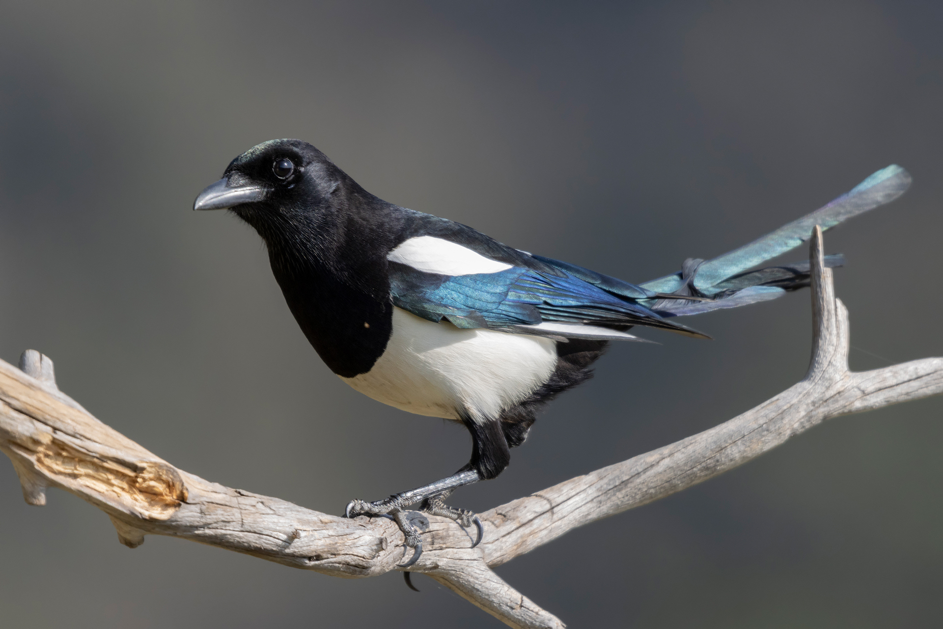 Magpie