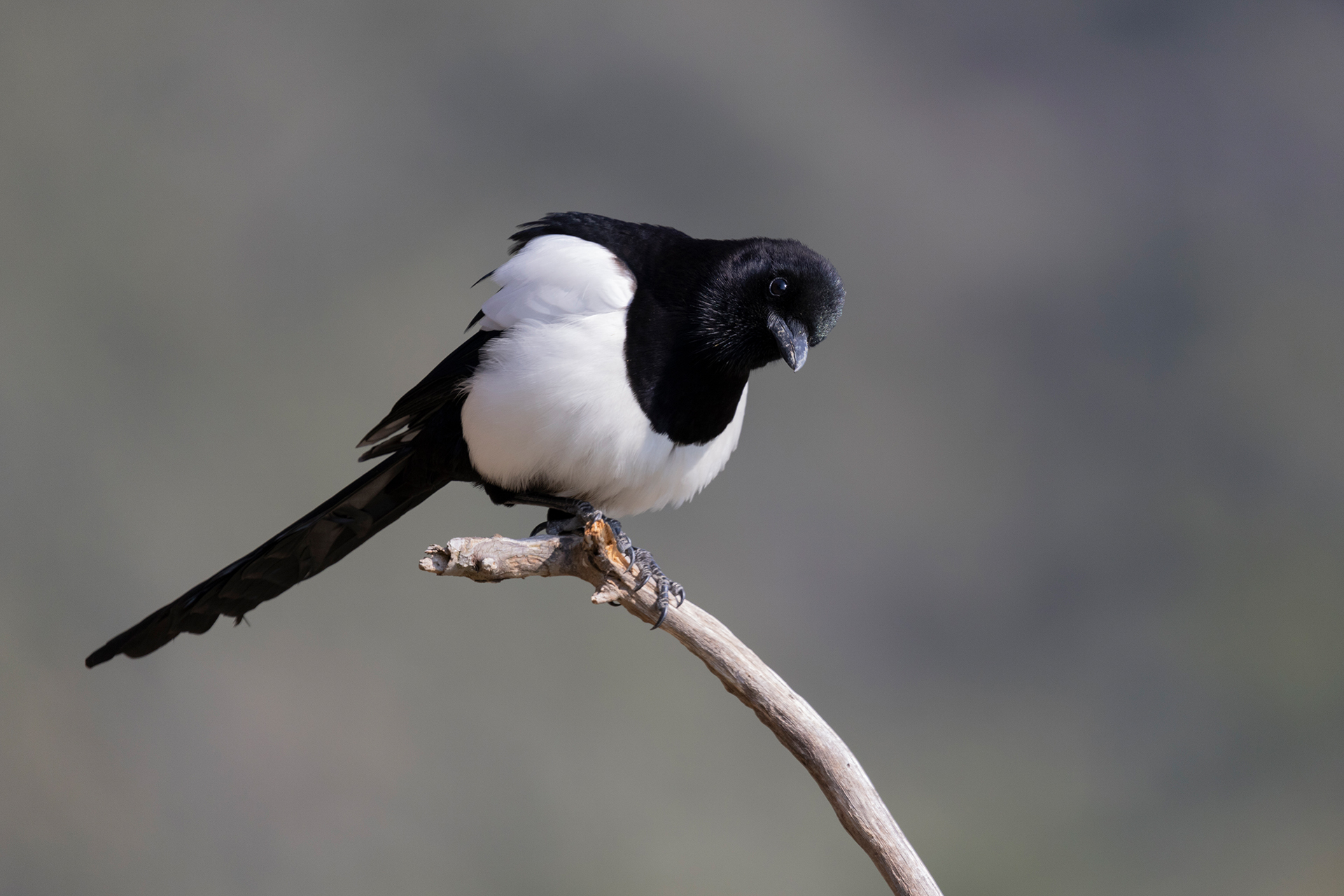 Magpie