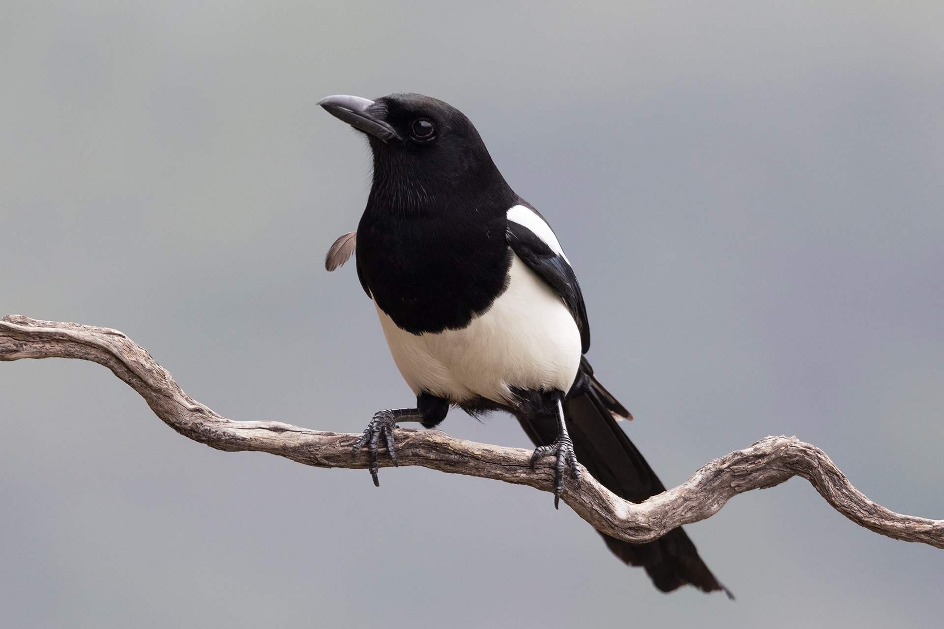 Magpie