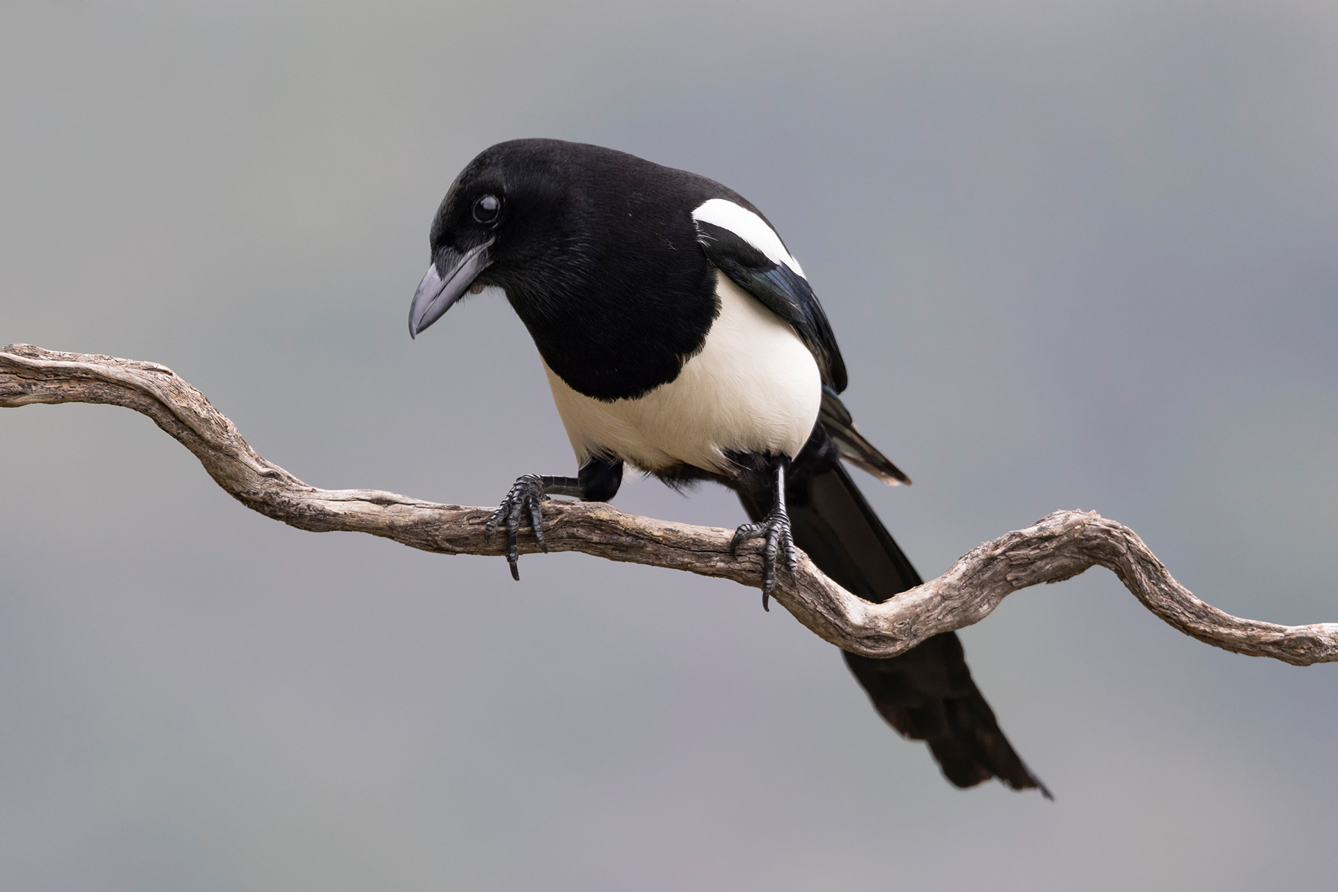 Magpie