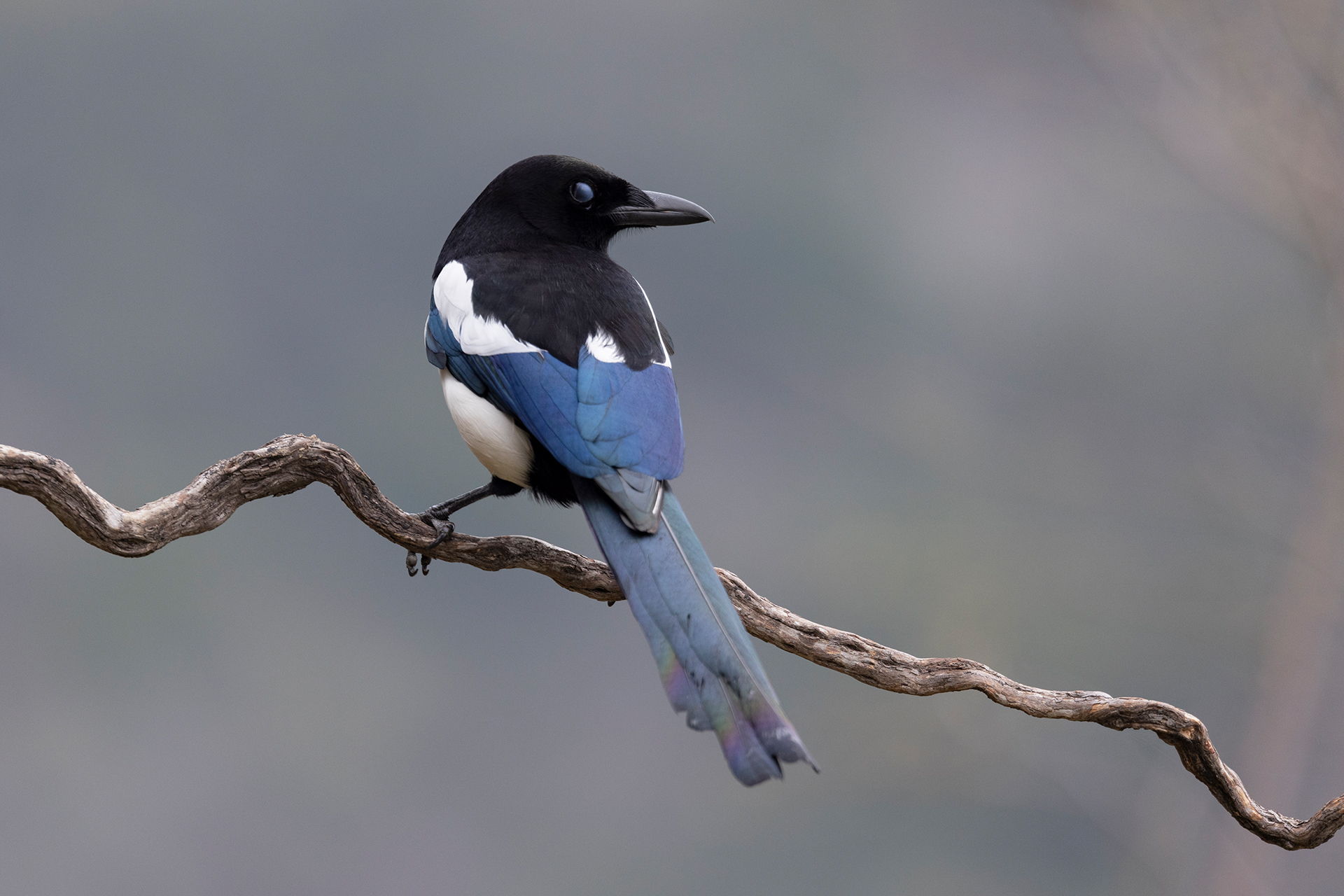 Magpie