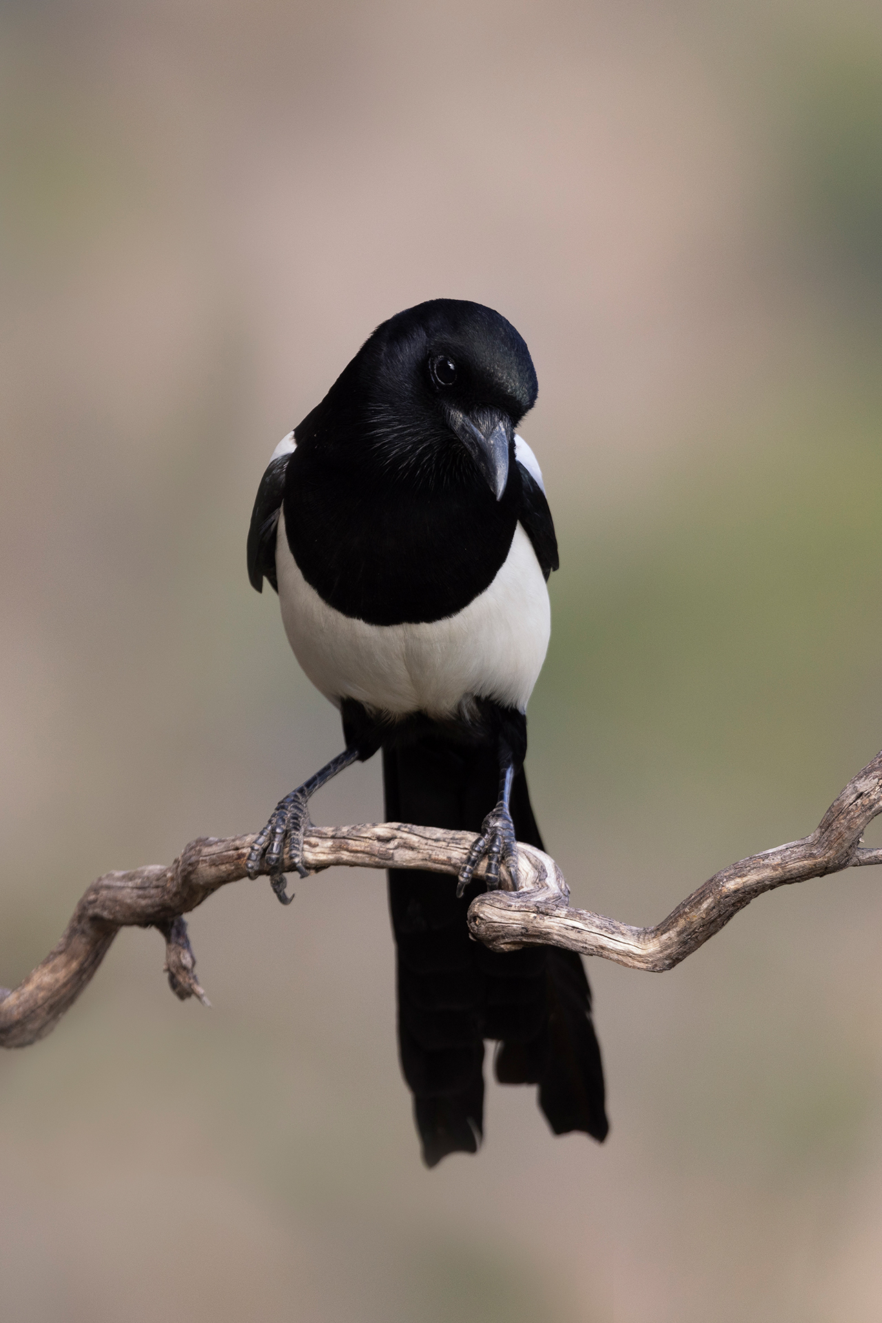 Magpie