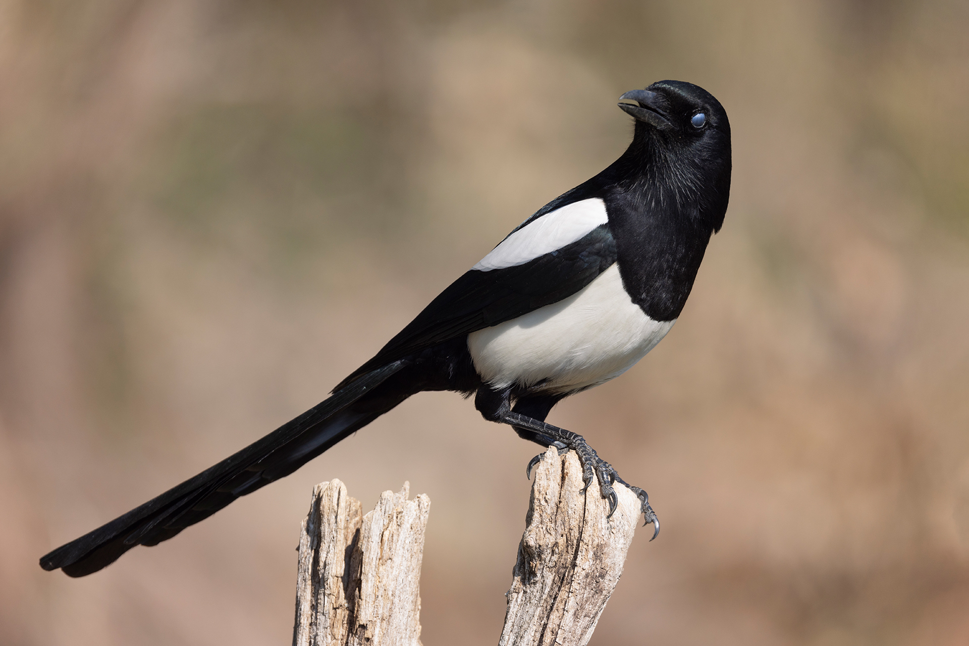 Magpie