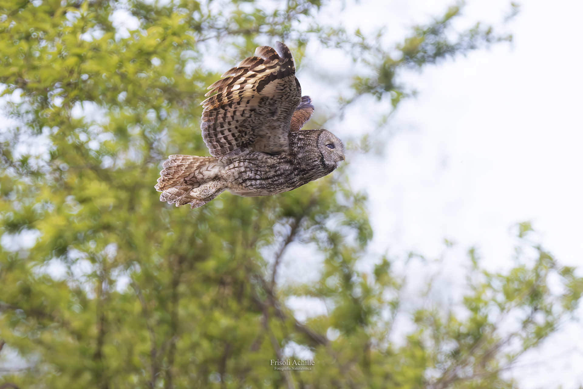 Tawny owl