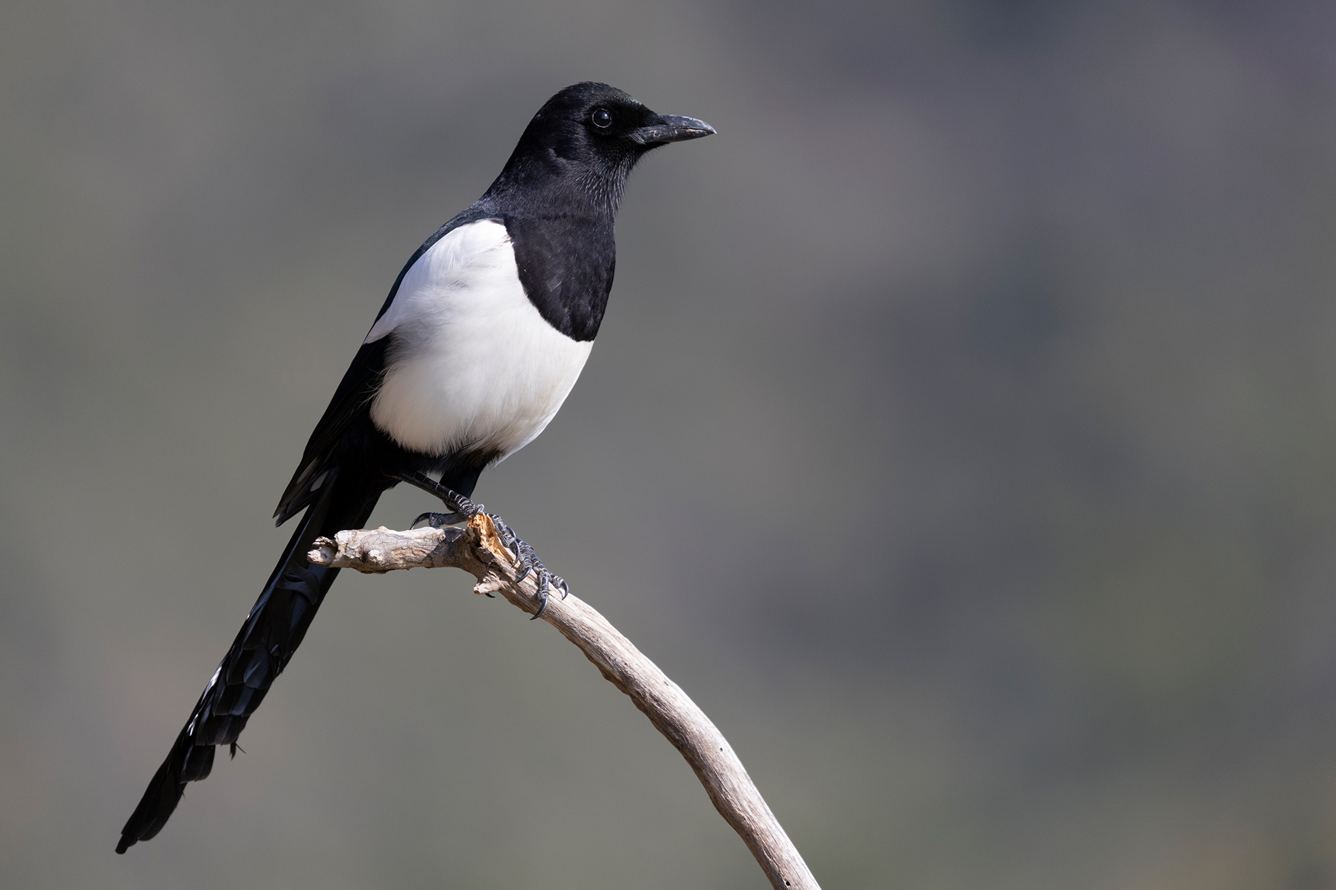 Magpie