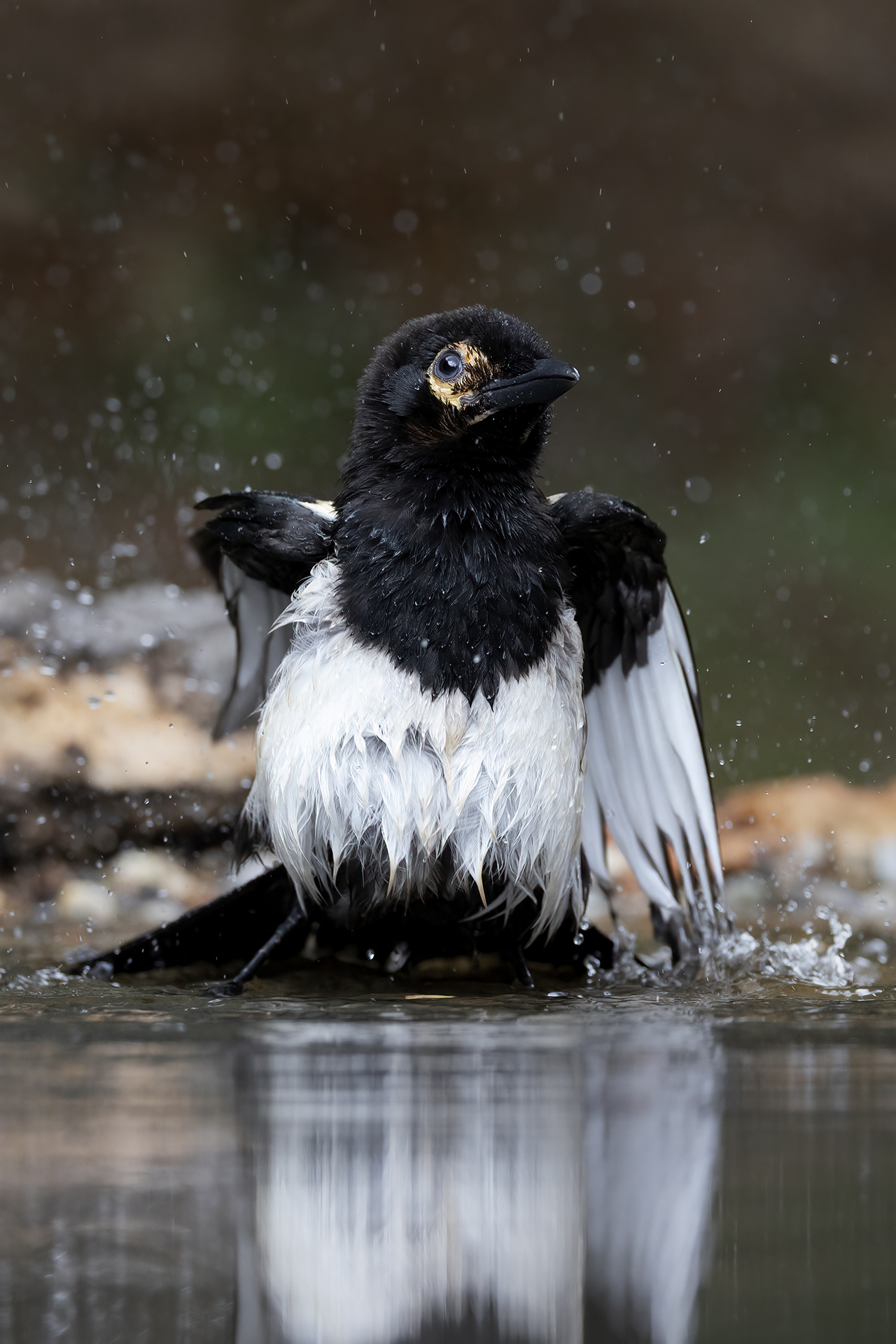 Magpie