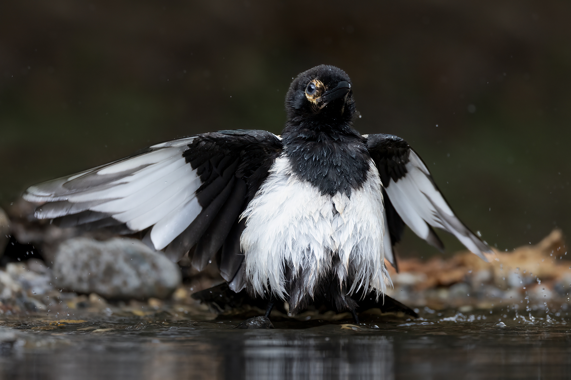 Magpie