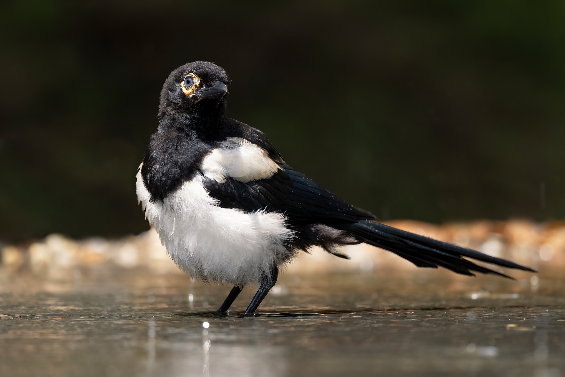 Magpie