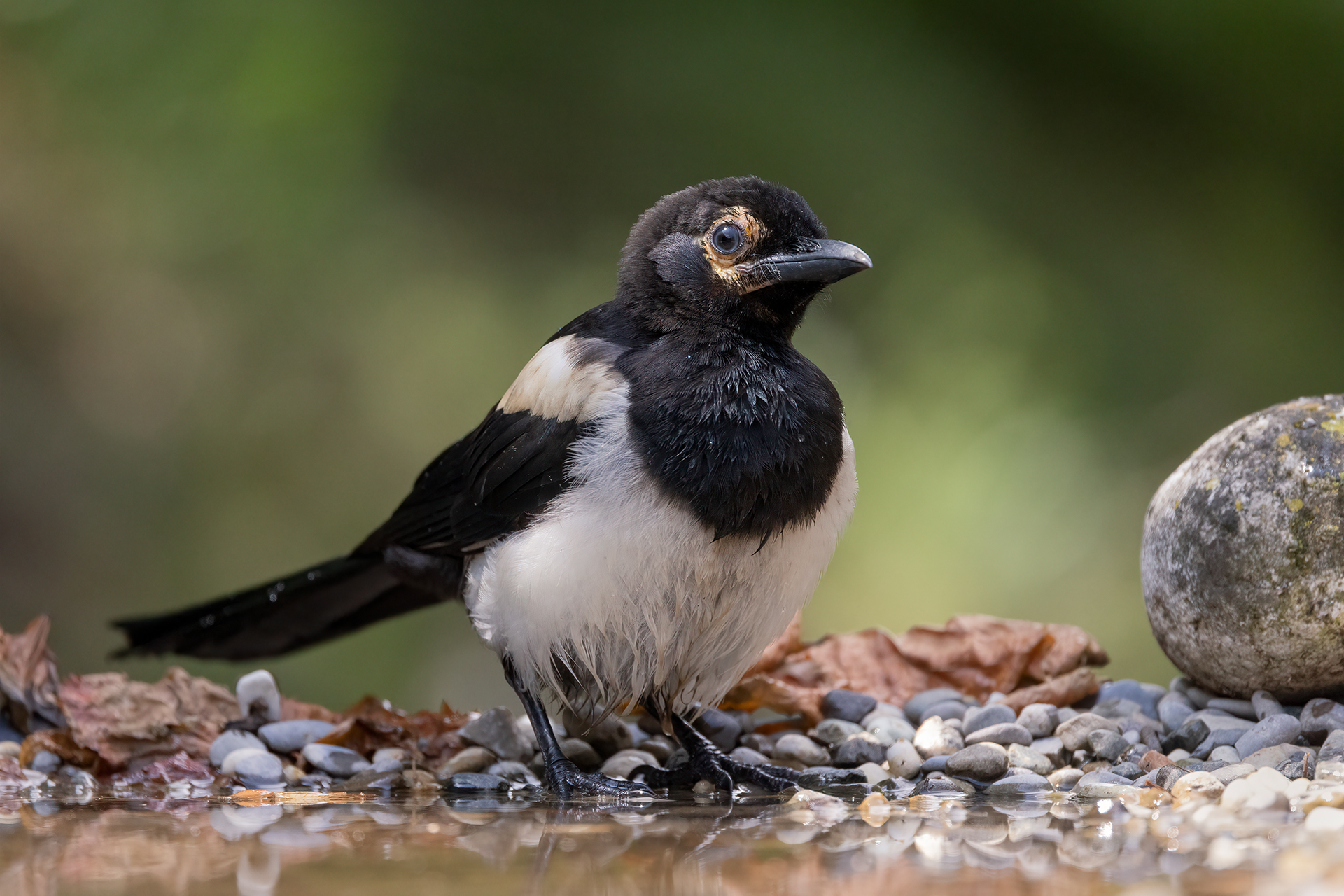 Magpie