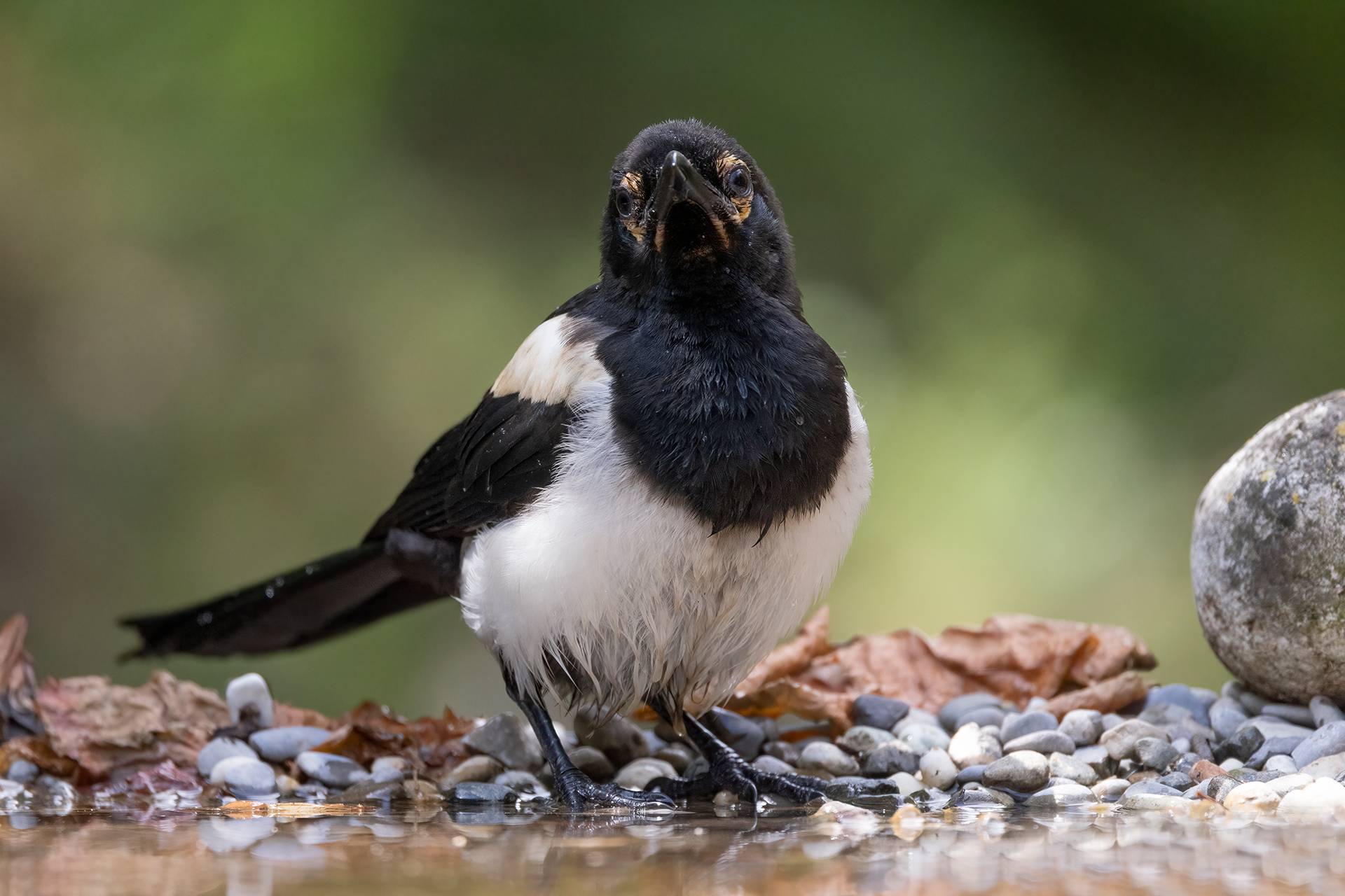 Magpie