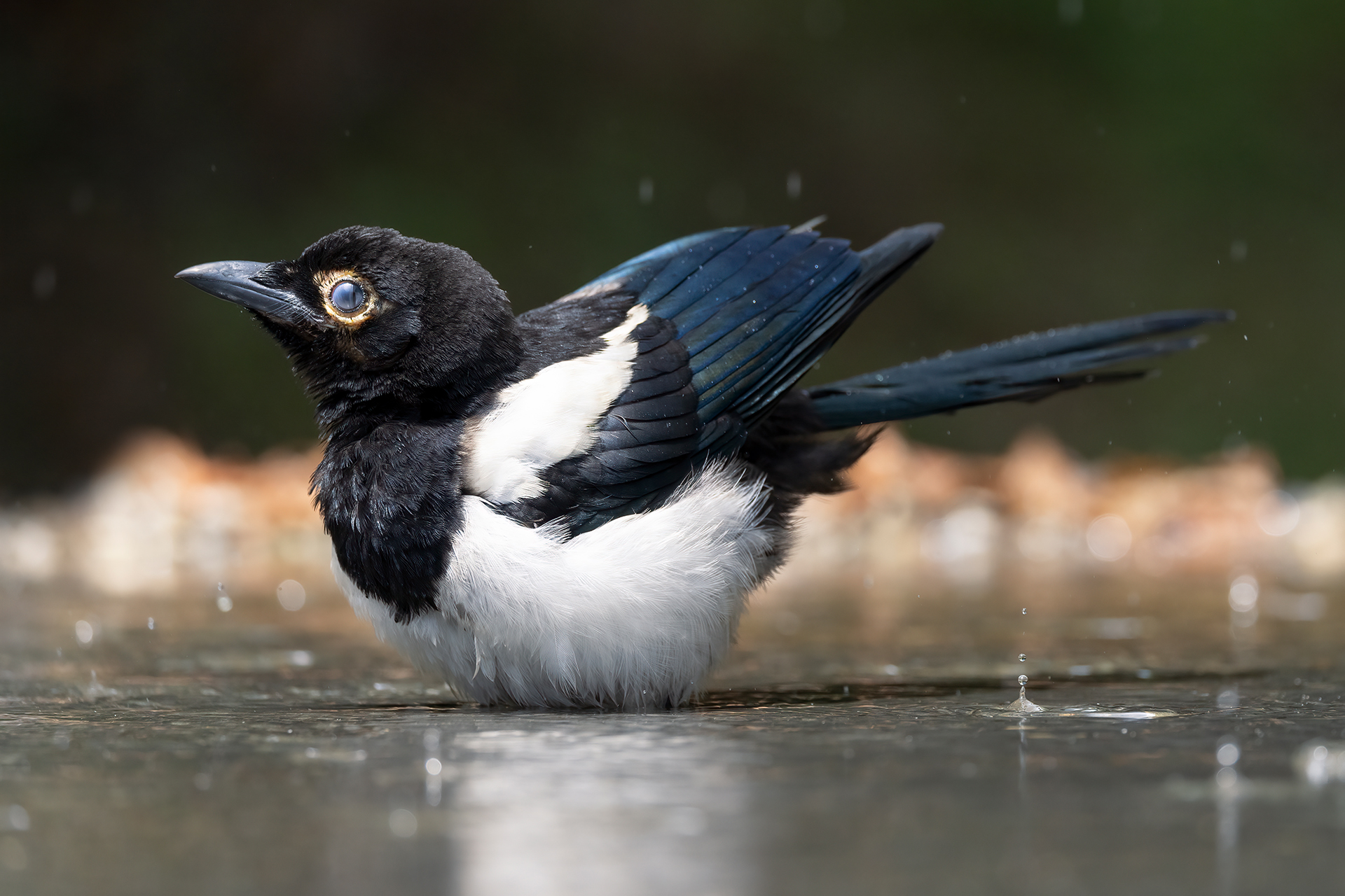 Magpie
