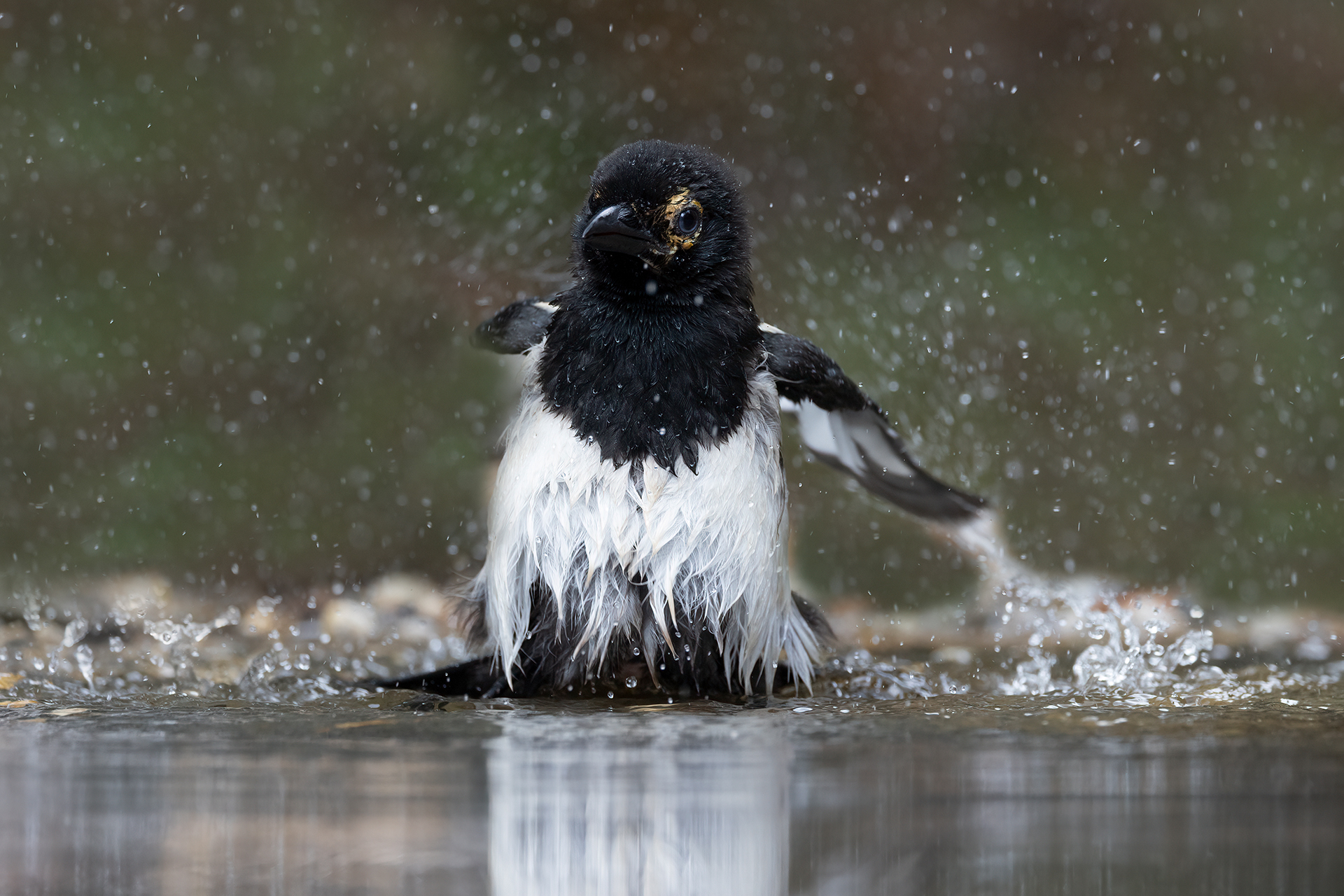Magpie