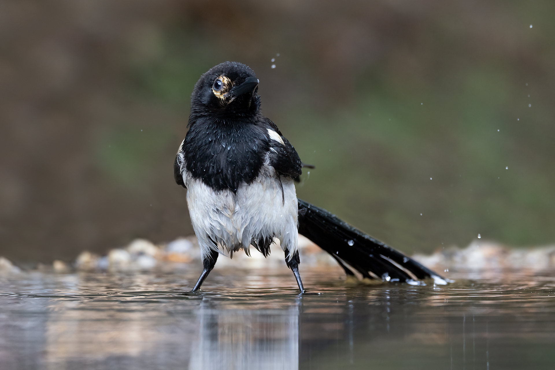 Magpie