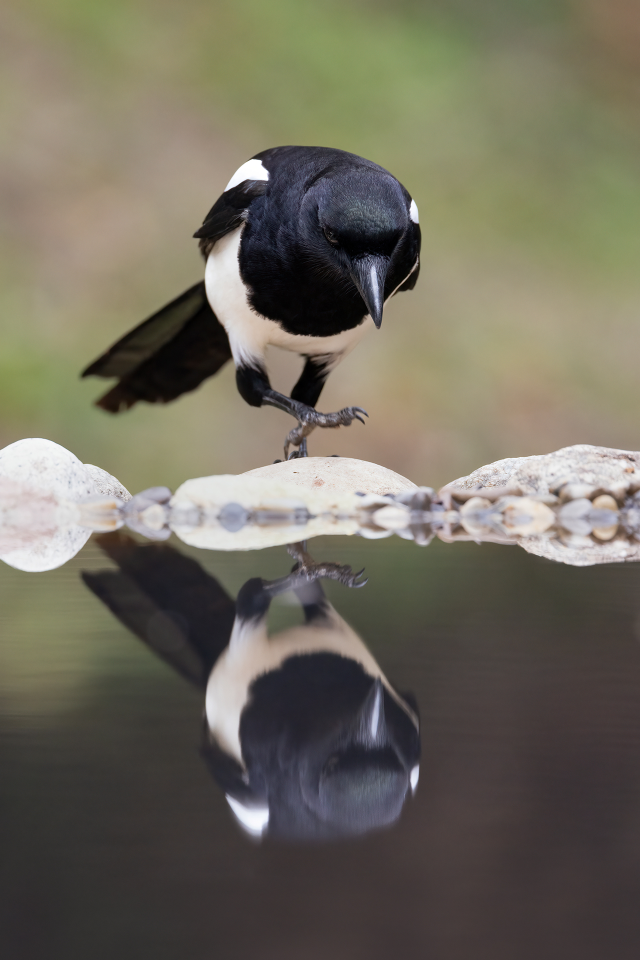Magpie