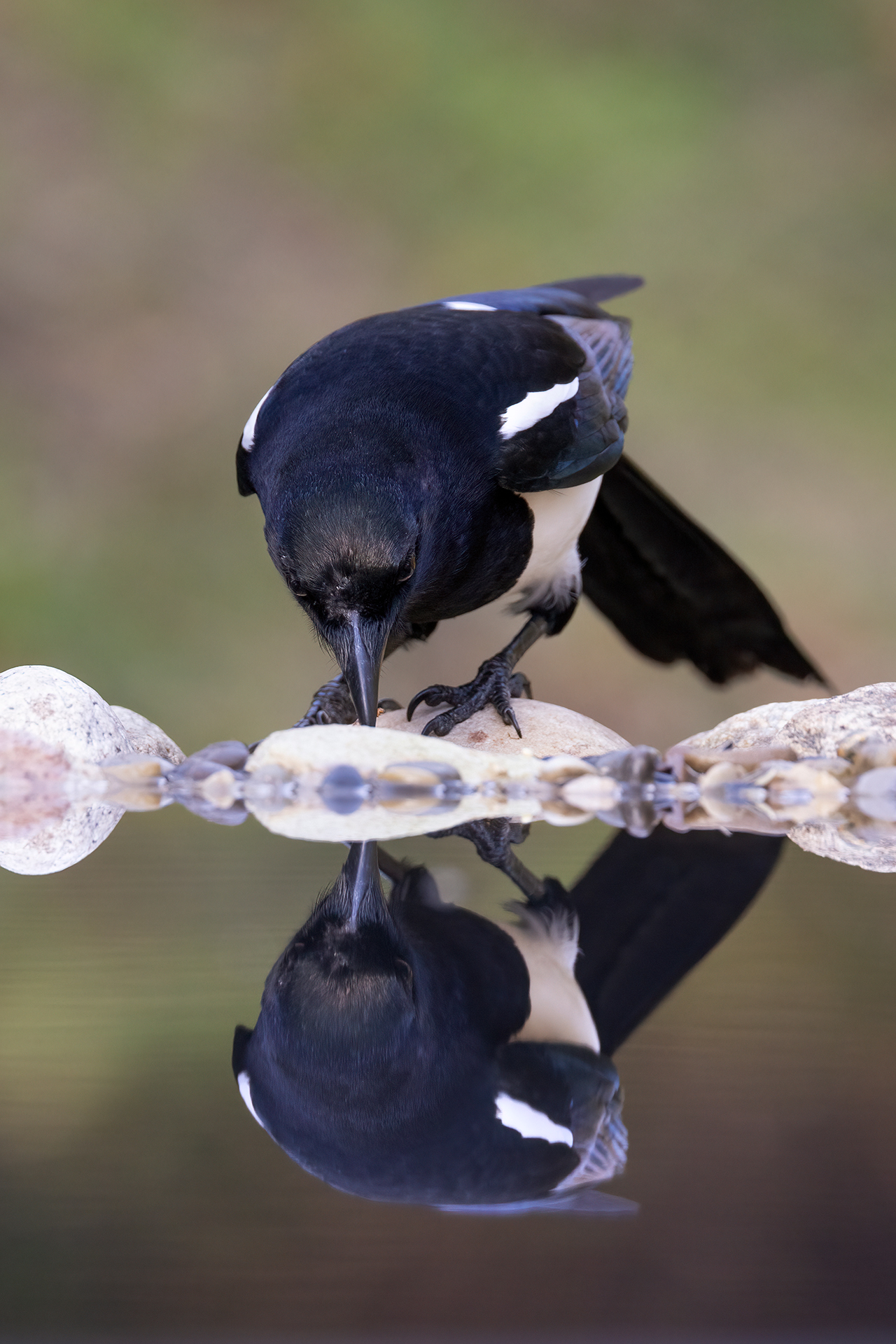 Magpie