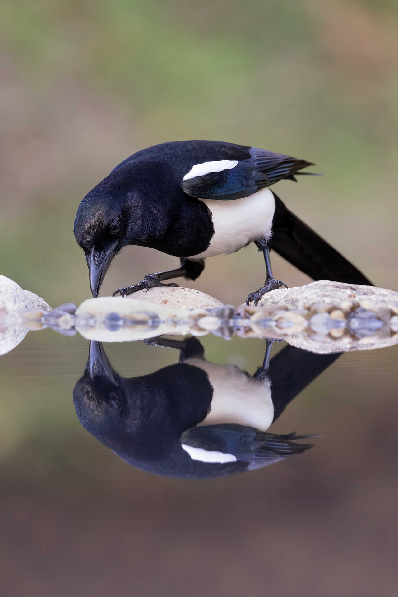 Magpie