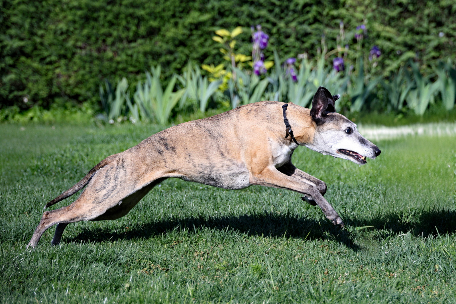 Tundra, 11 anni.