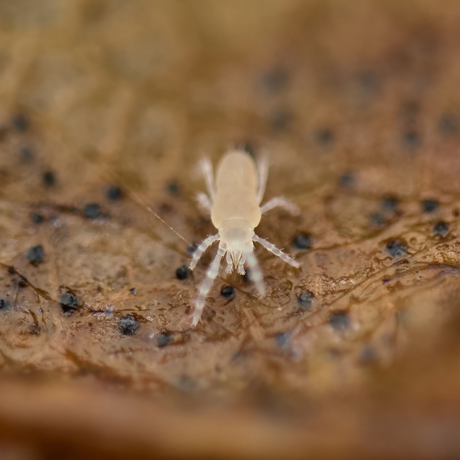 Trombidoformes