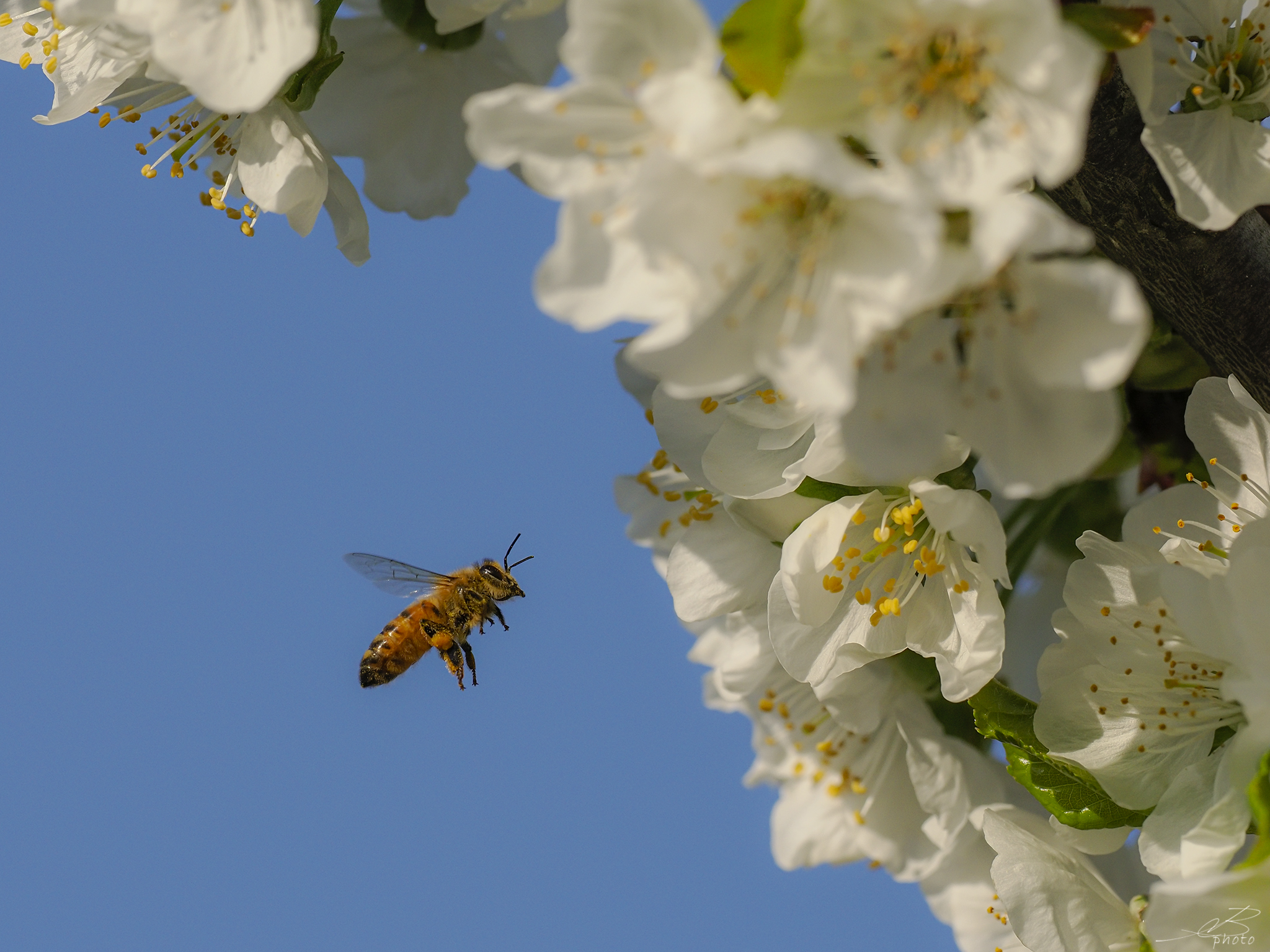 Honey Bee on cherry blossoms