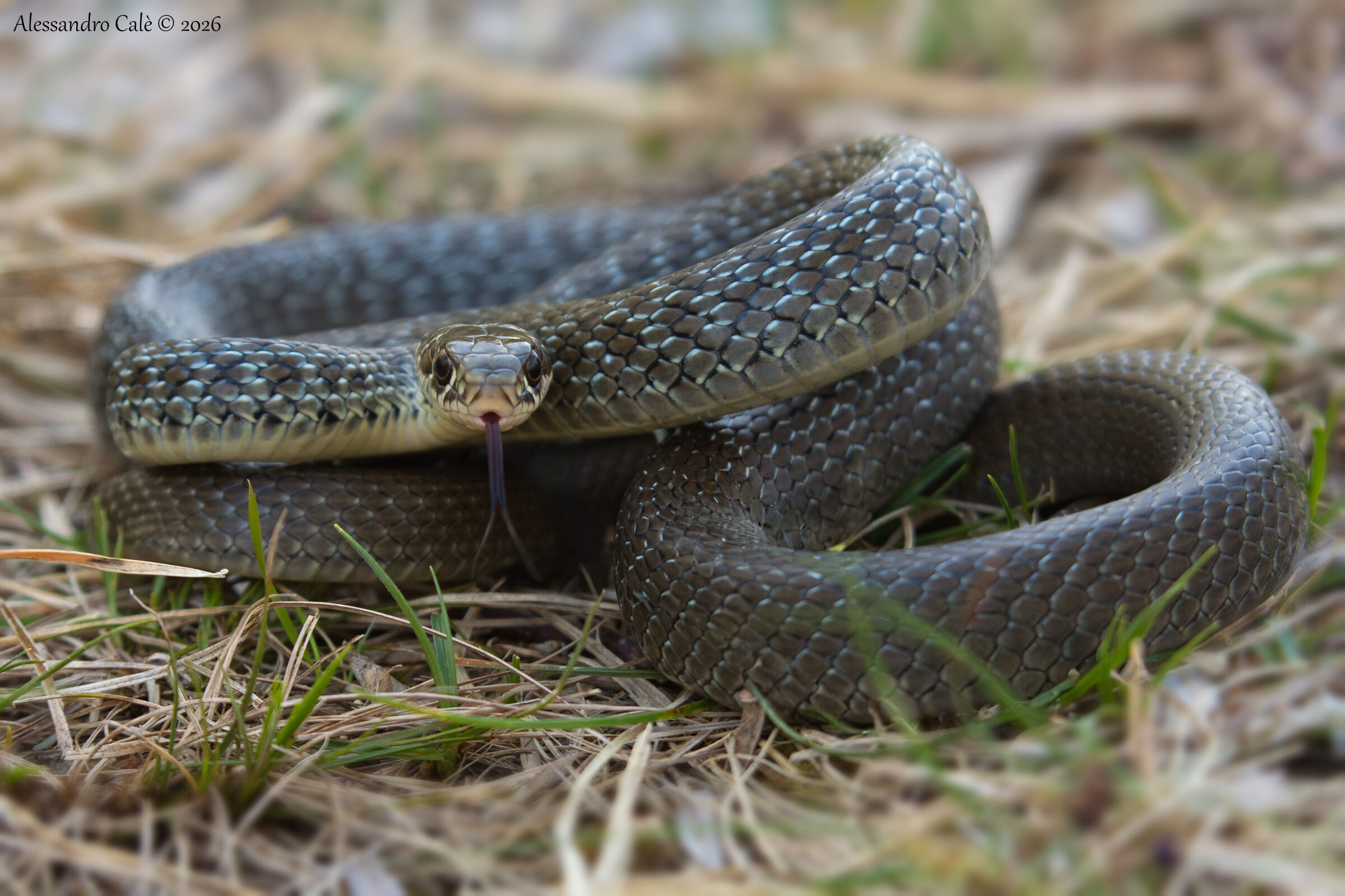 Hieropis viridiflavus (Whip snake) 4443