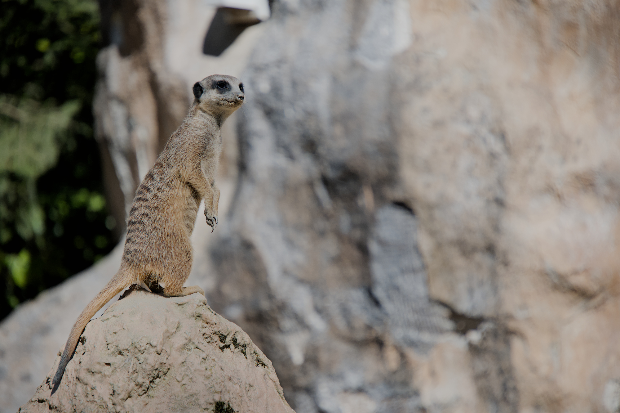 Meerkat: "Who is there?"