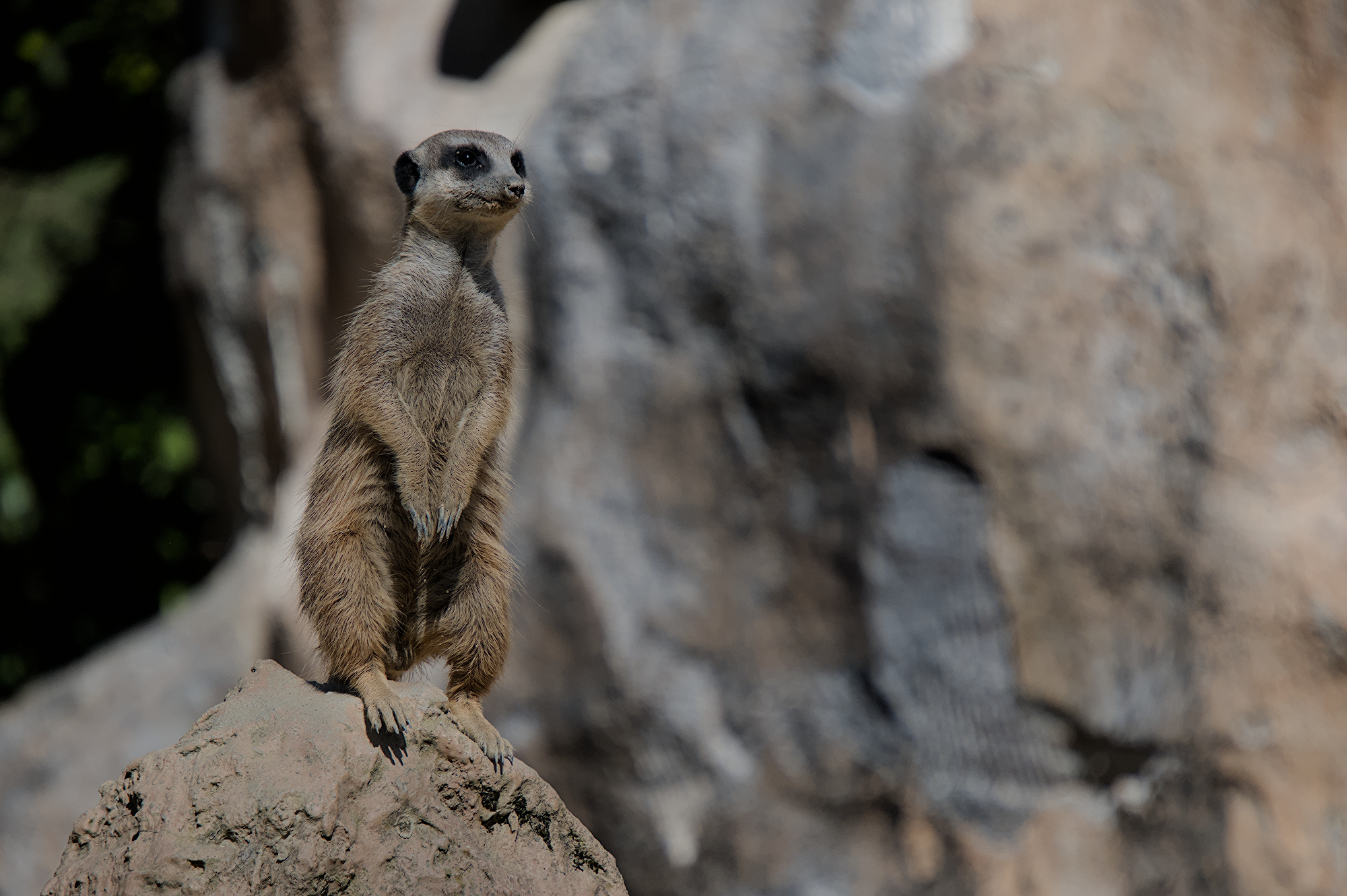 Meerkat: "Who is there?"