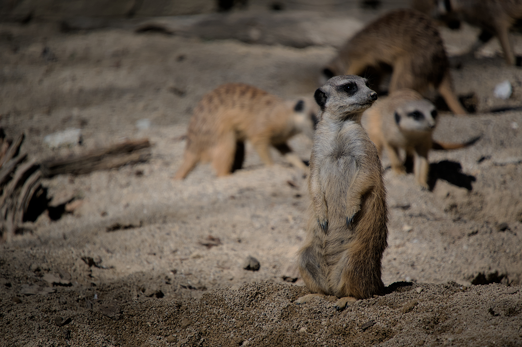 Meerkat: "Who is there?"
