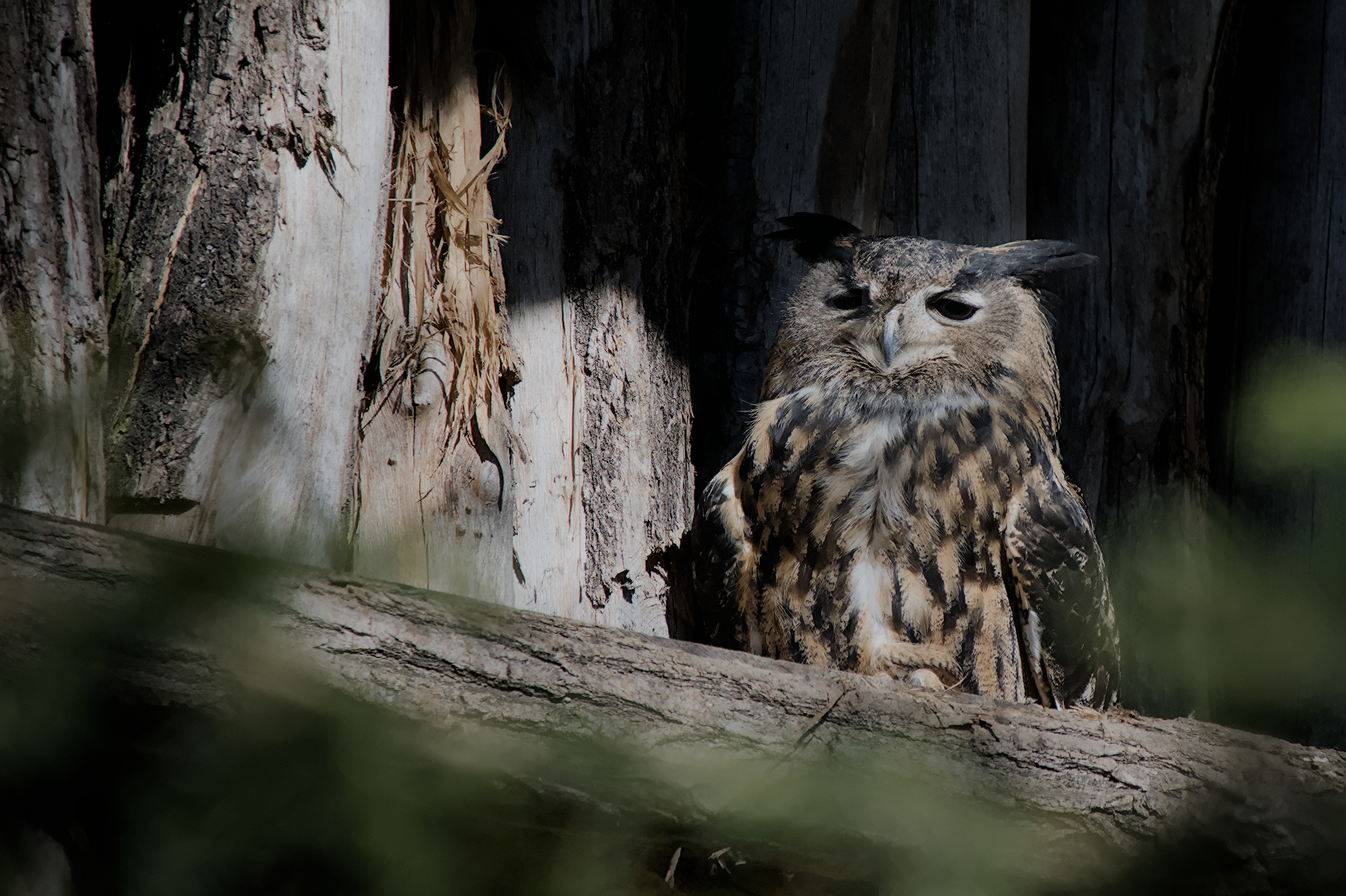 Sleepy Owl