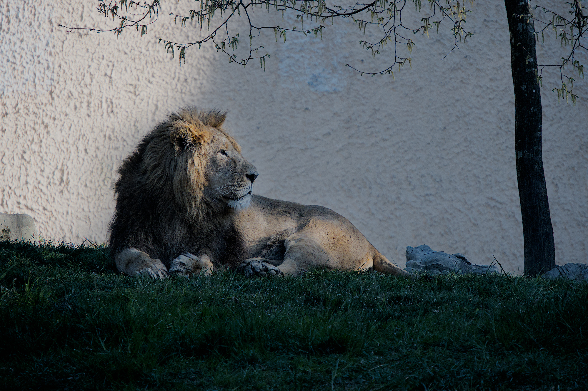 The KIng