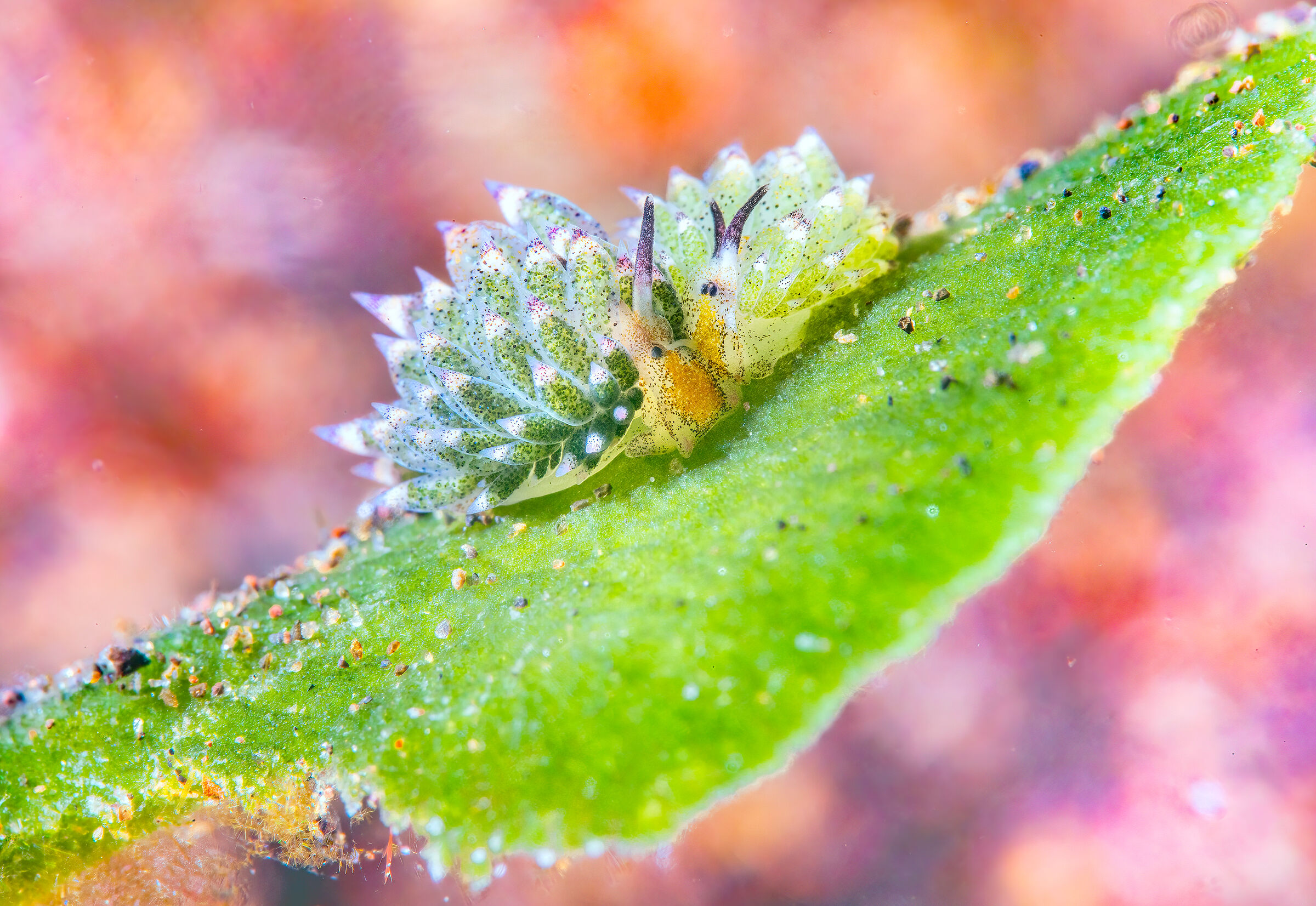 costasiella sp.      pair in love.